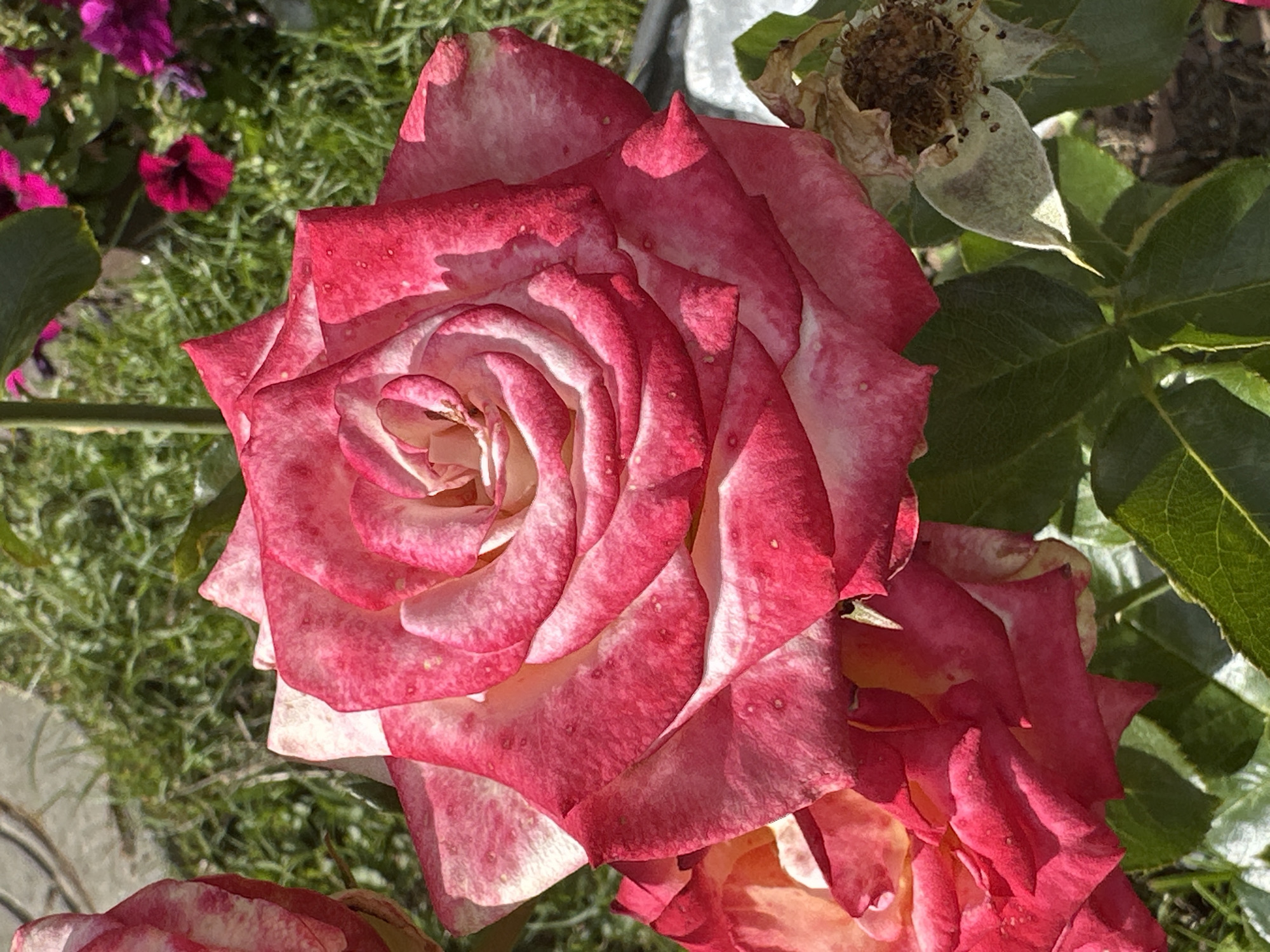 A close-up shot features a vibrant, two-toned rose with pink and white petals. The rose is in full bloom, showcasing its intricate spiral pattern. Surrounding the rose, out-of-focus green grass and foliage create a natural backdrop. In the upper right corner, small pink and purple petunia flowers add pops of color to the scene. The lighting suggests it is daytime, with sunlight highlighting the textures and colors of the rose petals. The image composition focuses entirely on the rose and its immediate surroundings, capturing the beauty of the flower in a garden setting. There is no indication of Podolsk, Russia, or any specific city.