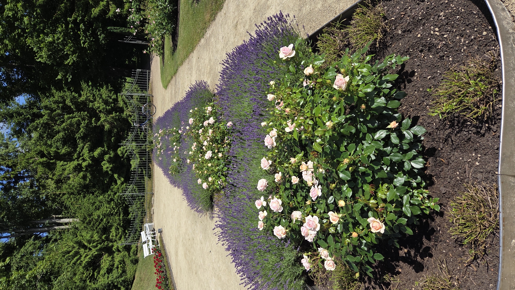 The image shows a park path lined with rows of lavender bushes and pink roses. In the background, there are white benches and a black bicycle parked near a metal fence. Lush green trees form a dense backdrop. The scene is set in the city of Palanga, Lithuania.