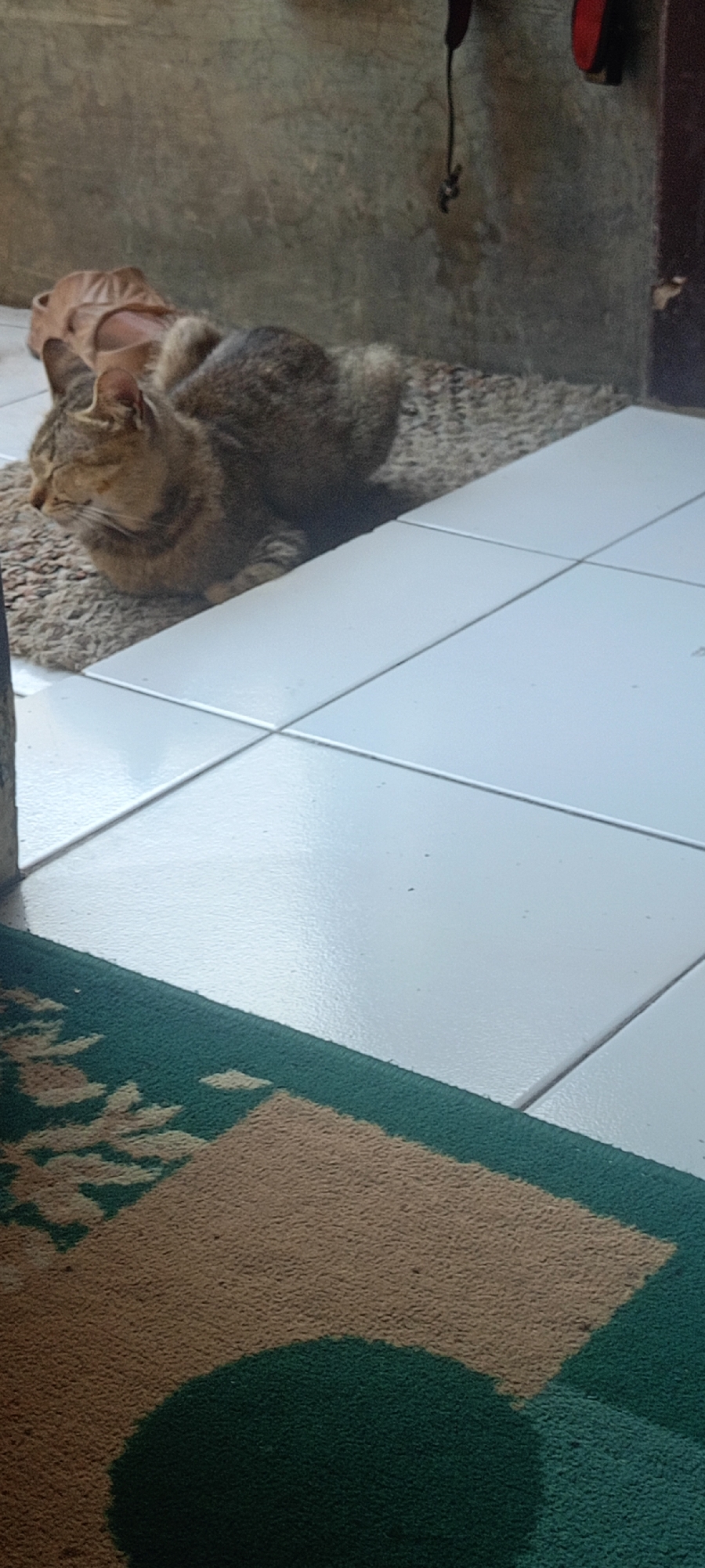 A tabby cat is curled up on a textured rug next to a tiled floor. The cat is facing left with its eyes closed. A light brown sandal is partially visible on the cat's back. In the background, a rough, grey wall is visible, and a dark string hangs from the top right corner. The scene appears to be indoors, possibly in a residential setting. The location is Margahayu Selatan, Indonesia.
