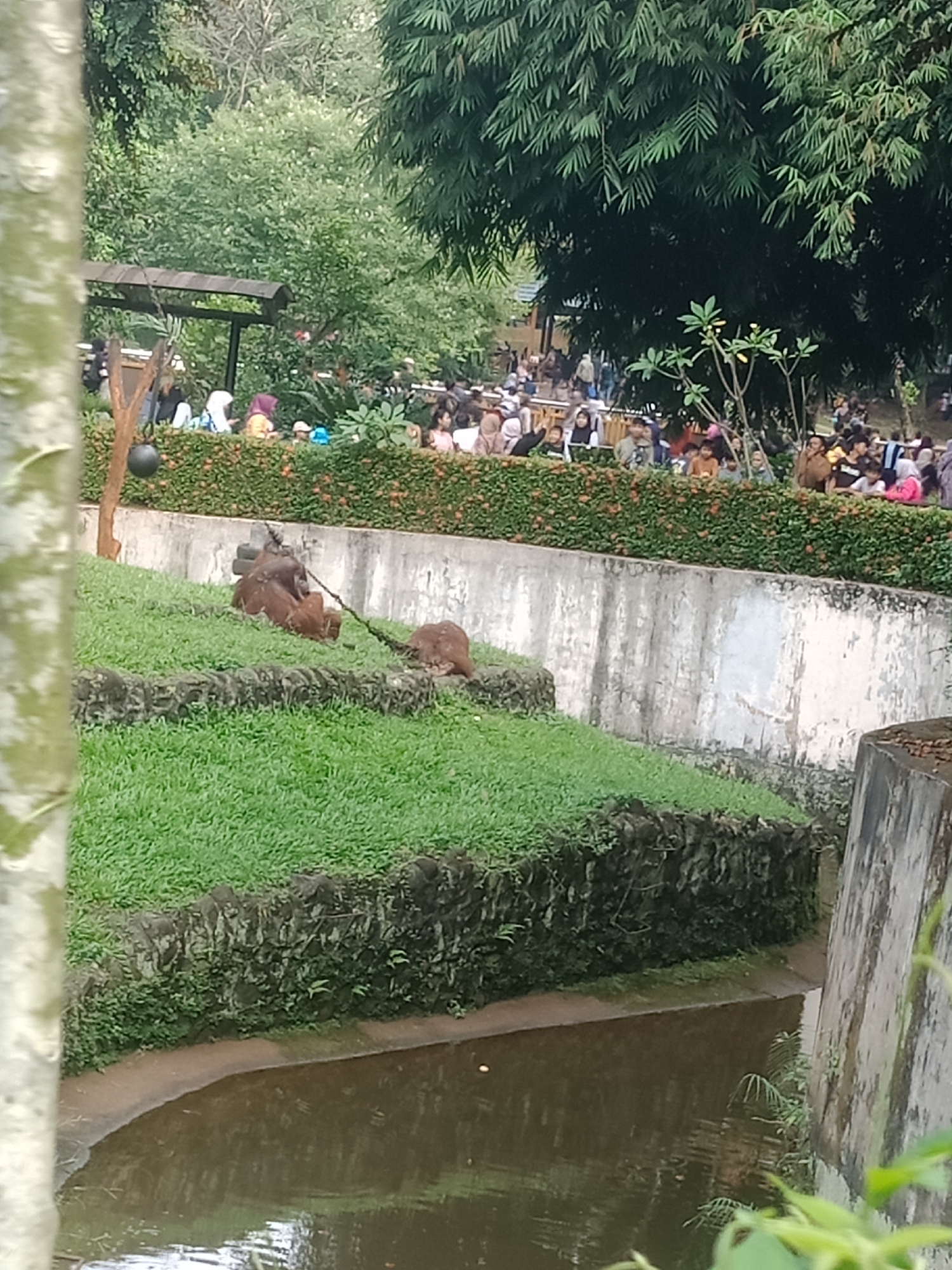 The image depicts an outdoor enclosure at the Ragunan Zoo in South Jakarta, Indonesia. In the foreground, on a grassy embankment, two orangutans are visible. One orangutan is lying on its side, while another appears to be partially on top of it. A rope is hanging from a tree towards the orangutans. Behind the enclosure, a crowd of zoo visitors is gathered, standing behind a low, hedge-like barrier adorned with small red flowers. The visitors are observing the orangutans. The background is filled with lush green trees and foliage. A concrete wall separates the orangutan enclosure from the spectator area. A body of murky water is visible in the lower portion of the image.