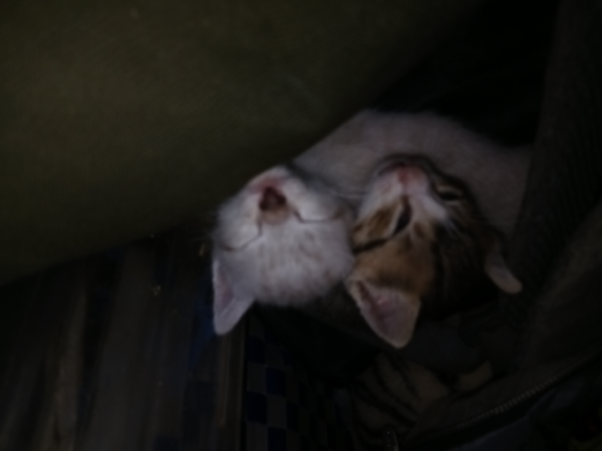 Two kittens are nestled together, sleeping. One kitten is primarily white, while the other has brown and white markings. They are positioned beneath some sort of cloth or fabric overhang. The background is dark and shows some indistinct elements, including what appears to be a tiled surface. No people or location details can be determined from the image.