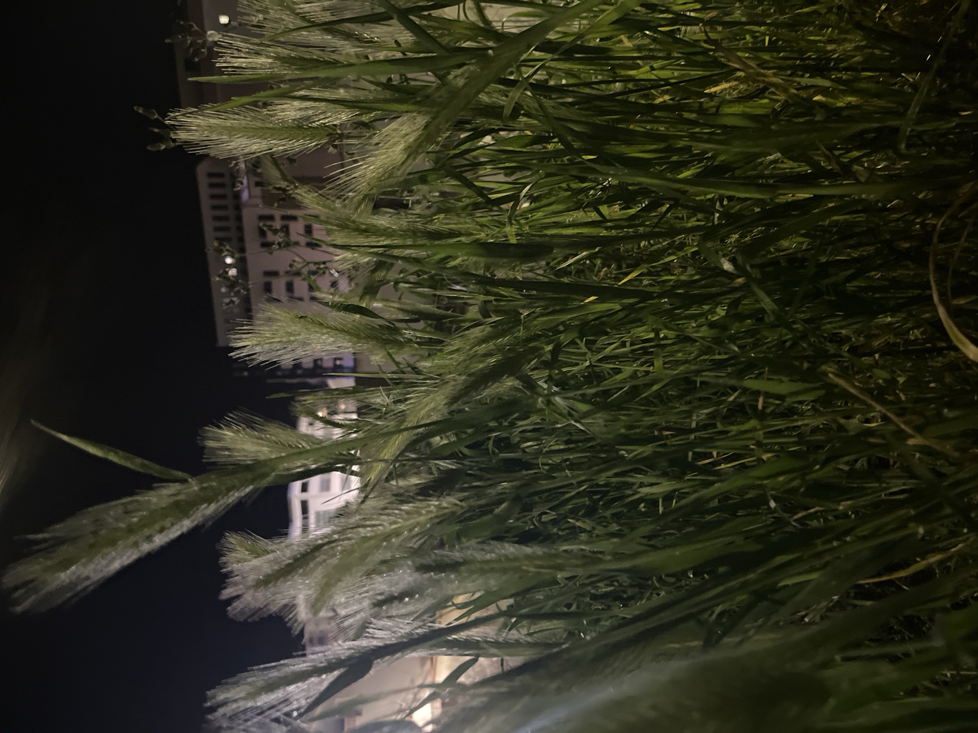 The image depicts a close-up view of tall green grass in the city of Budva, Montenegro. The grass is in the foreground, with a building visible in the background. The sky is dark, suggesting it is night. The grass is densely packed and appears to be illuminated by artificial light. The building has multiple floors and windows, also lit.