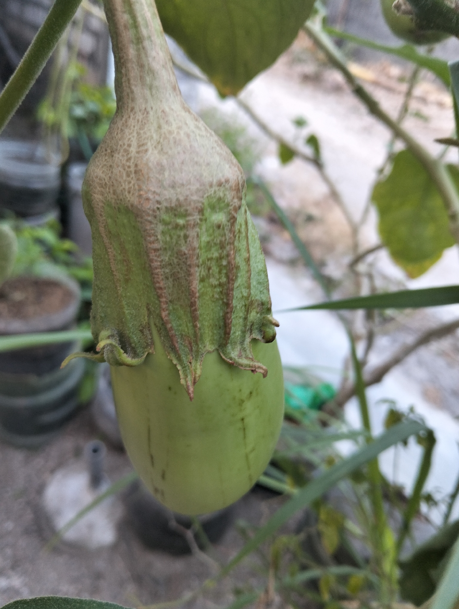 This is a close-up, eye-level, medium shot photograph of a green, unripe eggplant hanging from a plant. The eggplant is the primary subject, positioned in the center of the frame. It has a slightly elongated, bulbous shape. The top of the eggplant features a light brown, textured calyx with green veins, which is partially covering the top of the fruit. The lower part of the eggplant is a smooth, light green. The plant's stem is visible to the left and behind the eggplant, appearing fuzzy and green.

The background is out of focus, suggesting a shallow depth of field. Elements in the background include other green leaves and stems of the plant, as well as what appears to be a garden environment. In the far left and mid-ground, there are blurred shapes that resemble pots or containers, possibly for gardening. The overall setting suggests an outdoor environment, likely a garden or agricultural setting.

The lighting appears to be natural daylight, casting soft shadows. The colors are predominantly greens and browns, with the light green of the eggplant being the most vibrant.

The location is identified as Paciran, Indonesia.