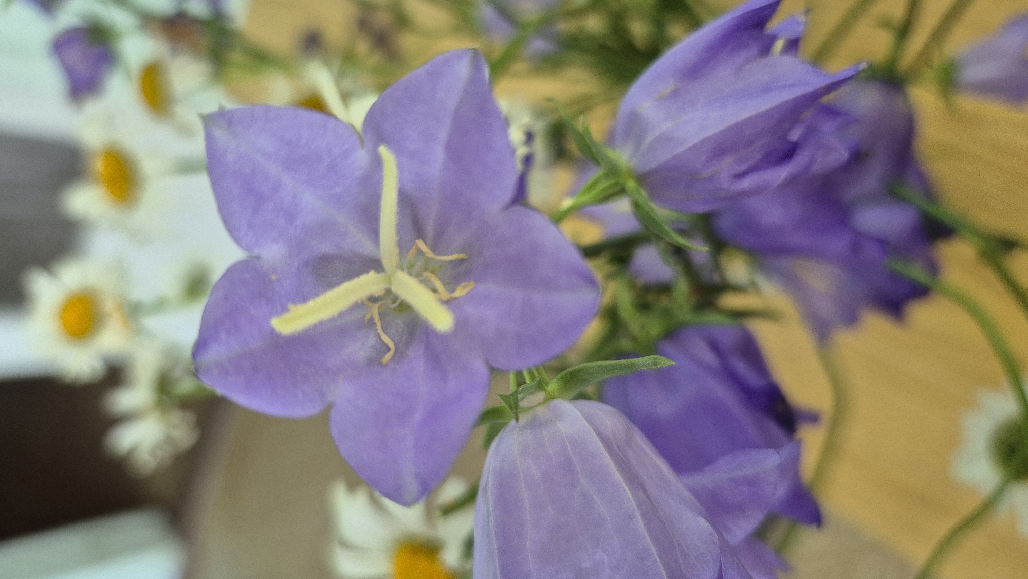 The image shows a close-up of a bouquet of purple bellflowers and white daisies with yellow centers. The flowers are arranged in a way that suggests they are in a vase or natural setting. The background is blurred, but appears to be a light-colored surface with hints of green foliage. The lighting is soft and natural, highlighting the delicate textures and colors of the flowers. The scene is likely a decorative arrangement, possibly in a home or garden. There are no people or specific landmarks visible that would indicate a location within the city of Sterlitamak, Russia. The image focuses entirely on the botanical subjects.