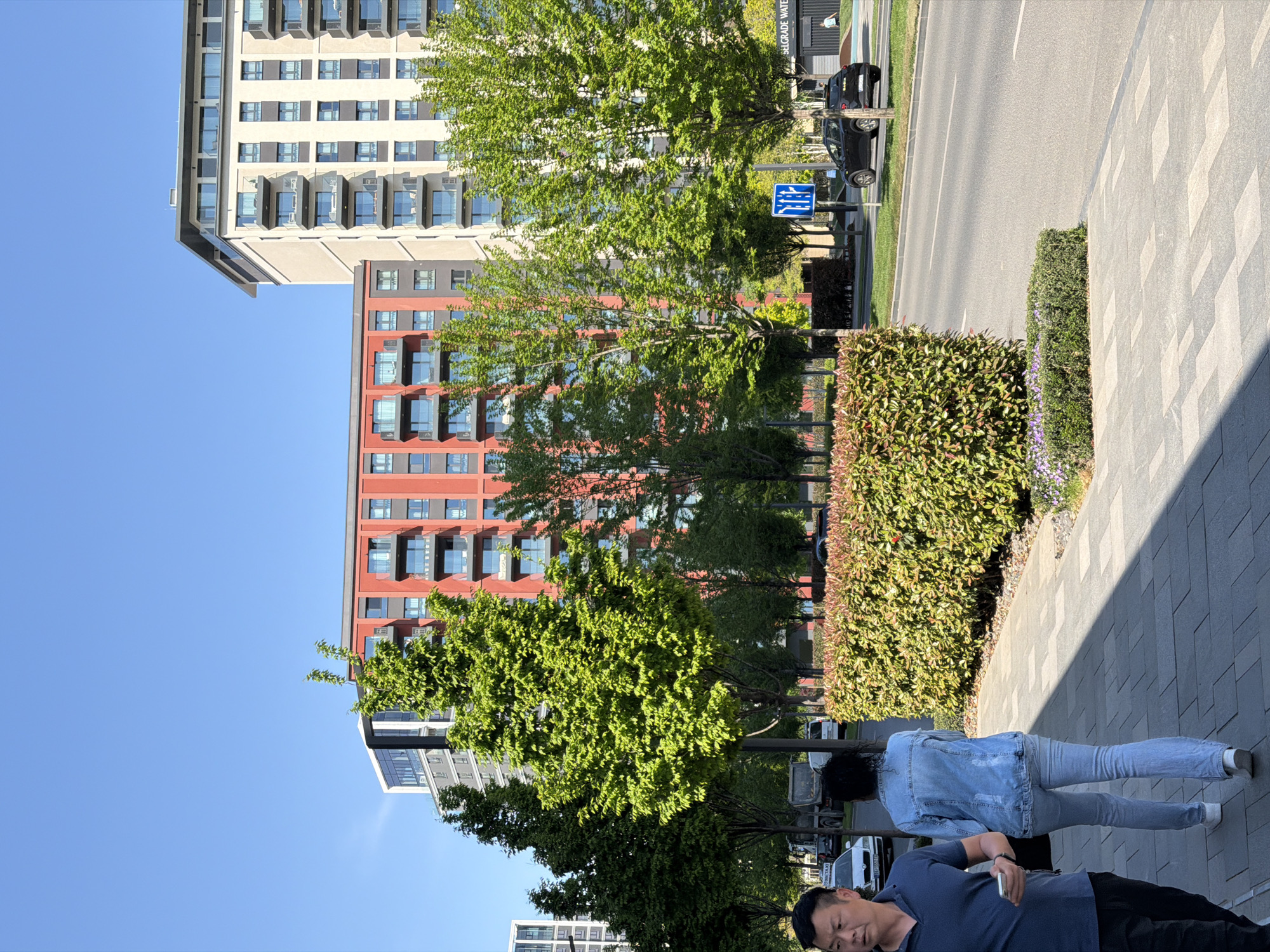 The image captures a vibrant urban street scene during a bright, sunny day in Belgrade, Serbia.
In the foreground, two individuals are present on a patterned paved sidewalk. A man, wearing a navy blue polo shirt and dark pants, is seen looking slightly to the side, holding a mobile phone in his right hand. Next to him, another person is visible from behind, dressed in a light blue denim jacket and light-colored jeans. The sidewalk is bordered by a well-maintained hedge of green and reddish-green foliage, interspersed with small purple flowers. Strong shadows are cast on the sidewalk, indicating clear, bright sunlight.
The midground features a row of mature trees with lush, bright green leaves, lining the street. Beyond the trees is an asphalt road with white lane markings. A black car, possibly an SUV, is parked or driving on the road, and a white vehicle is partially visible further down. A blue rectangular street sign with white directional arrows (one pointing forward, one left) and a pedestrian symbol is prominently displayed by the road.
In the background, modern multi-story residential buildings dominate the skyline under a clear, bright blue sky. One prominent building is light beige or grey with numerous balconies, while another distinctively red or terracotta-colored building also features multiple windows and balconies.
Partially visible text on a sign behind the black car reads "BELGRADE WATE", which likely refers to "Belgrade Water," confirming the location context of Belgrade, Serbia. The scene depicts a typical daytime street environment, clean and well-maintained.