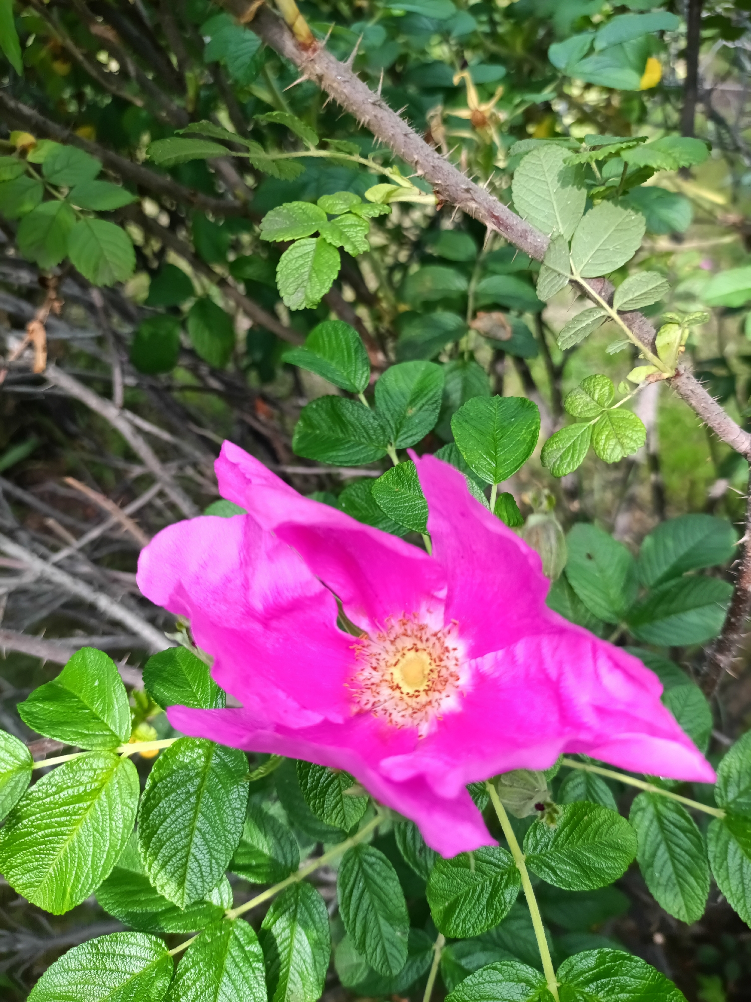 A close-up, low-angle shot captures a bright pink rose blossom with a yellow center. The flower's petals are slightly unfurled, revealing delicate stamens. It is surrounded by vibrant green, serrated leaves and thorny stems of a rose bush. The background is a blur of green foliage and brown branches, suggesting an outdoor setting. No people or specific landmarks of Irkutsk, Russia are visible.