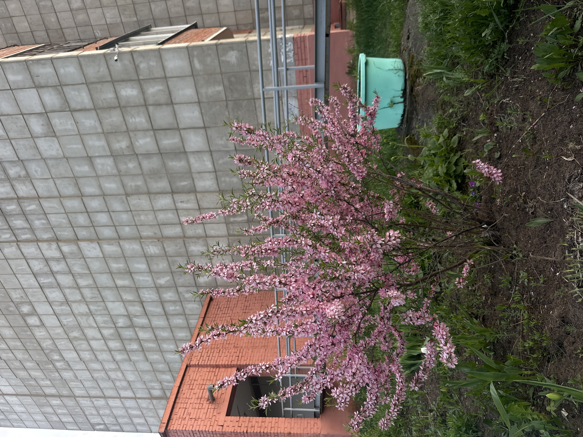 The image shows a blooming shrub with pink flowers in a garden setting, likely located in Chaikovsky, Russia, based on visual cues consistent with the city's architecture. The shrub is situated in front of a building with a grey, textured wall and a section of red brick facade. A green container sits near the shrub. The ground appears to be soil with scattered greenery. There are no people visible in the frame.