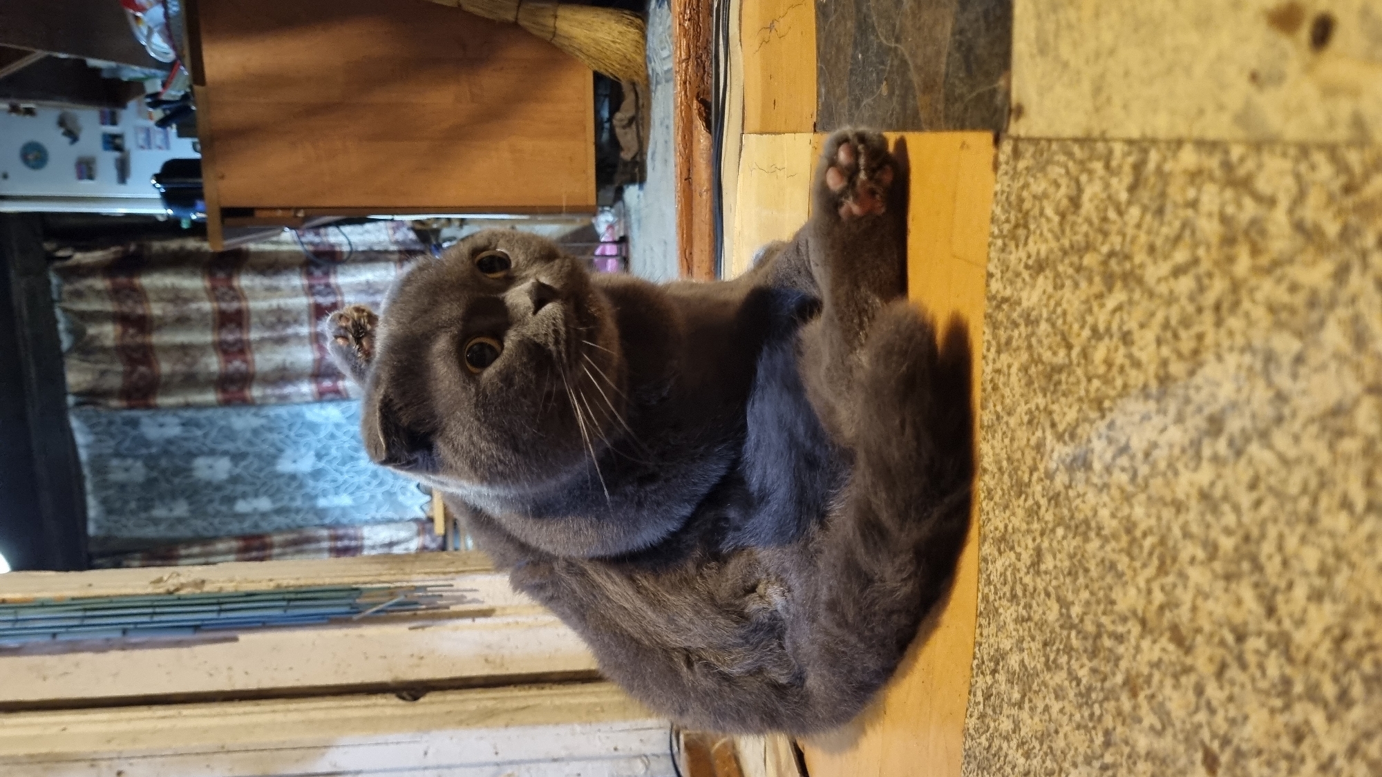 A grey Scottish Fold cat is sitting on a patterned floor in a dimly lit room. The cat is facing to the right, with its body partially curled. Its ears are folded down, and its eyes are wide open, looking slightly upward. One of its front paws is extended and resting on its leg. In the background, there are curtains with a floral pattern and a wooden cabinet. A broom is visible leaning against the cabinet. The floor is a mosaic of light and dark square tiles, with some appearing to be made of wood and others of a speckled material. The overall environment appears to be a residential setting, possibly an older apartment or house.