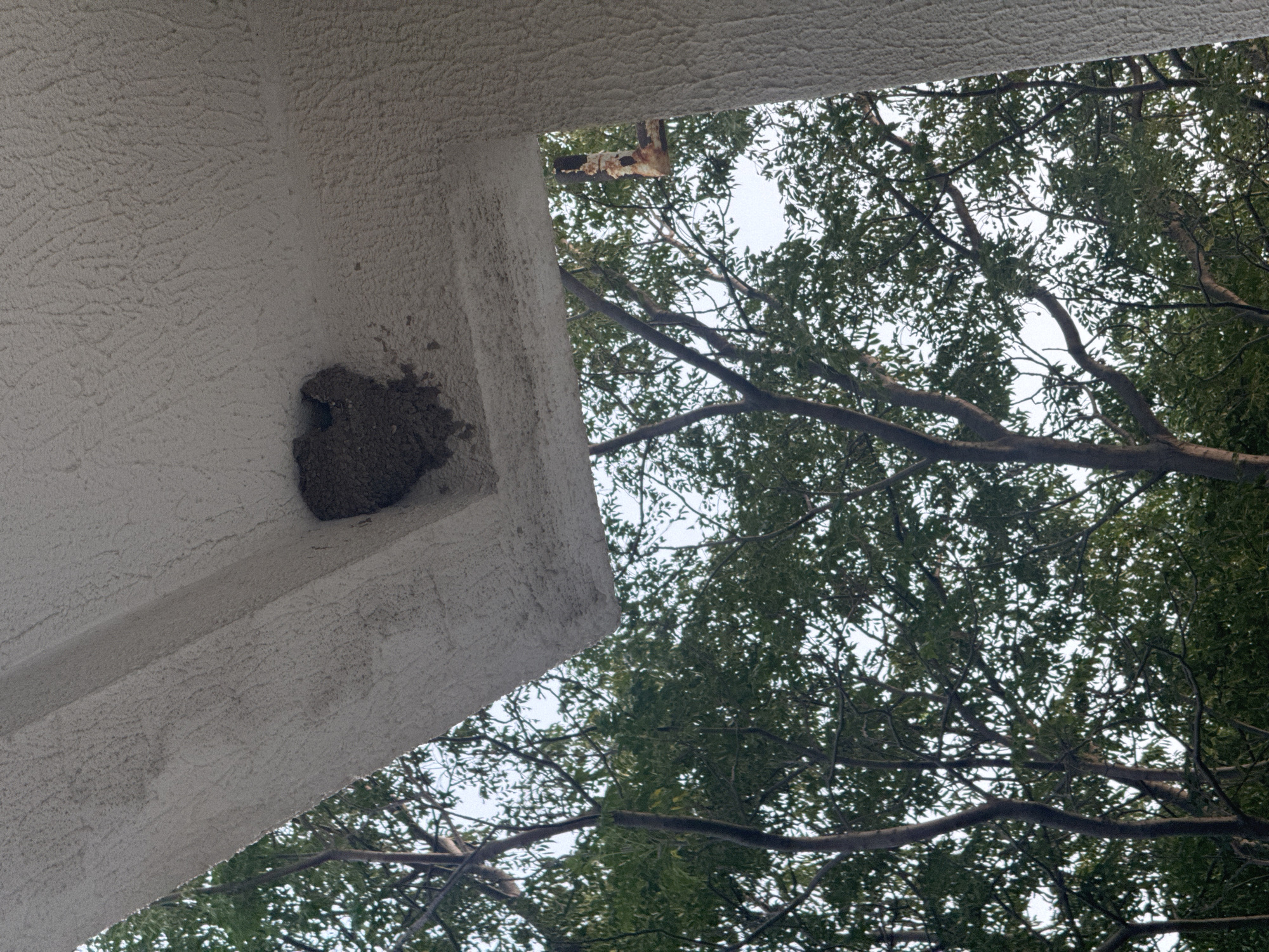 A bird's nest is attached to the textured underside of a white overhang. The nest is made of mud and appears to be roughly spherical with an irregular opening. In the background, dense green foliage from trees is visible against a bright sky. A rusty metal pipe is also visible on the right side of the image, attached to a support structure. The scene is likely outdoors, possibly on a building in Sutomore, Montenegro.