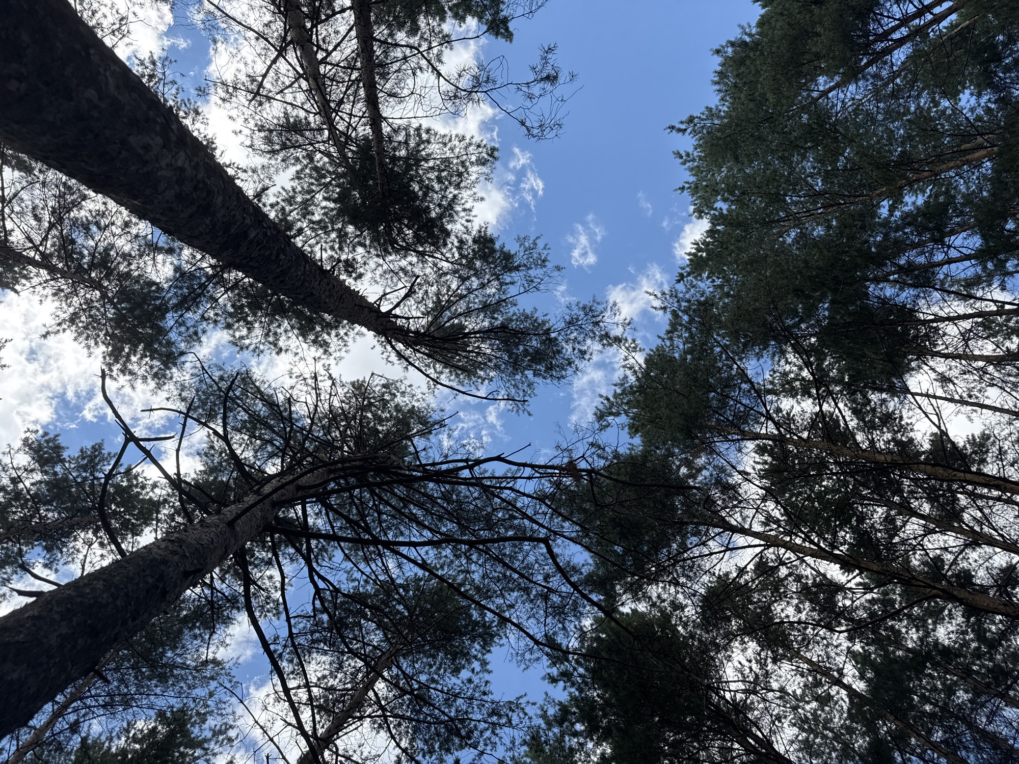 The image is a low-angle shot looking up through the canopy of tall pine trees towards a blue sky with scattered white clouds. The trees are densely packed, with their dark green needles and rough, brown bark creating a textured pattern against the sky. The perspective emphasizes the height of the trees and the overhead view of the forest. The lighting suggests it is daytime, with sunlight filtering through the branches. There are no people or other objects visible in the frame. The scene depicts a natural forest environment. The prompt requests a specific location within the city of Perm, Russia, however, the image itself does not contain any visual cues that would allow for its specific identification to that location.