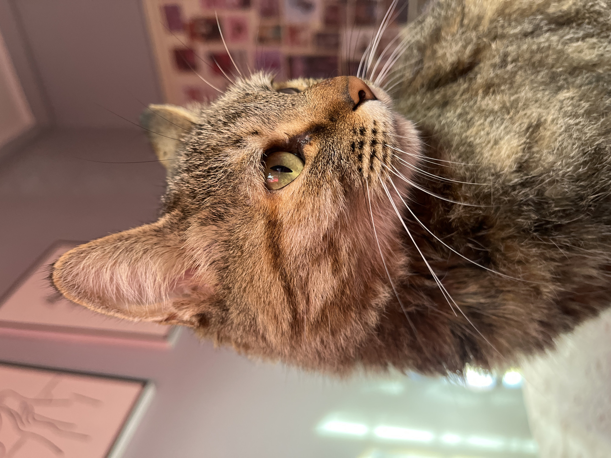 A close-up, low-angle shot of a brown tabby cat. The cat is positioned in the foreground, looking upwards toward the camera. The cat's eye is visible, with a green iris. The cat's fur is short, brown, and tabby-patterned. The background is blurred and features posters and what appear to be pictures. The location in San Fernando del Valle de Catamarca, Argentina, is not discernible from the image.