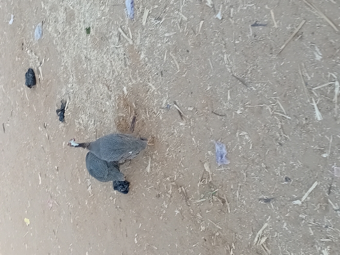 This image depicts two helmeted guineafowl on a dry, dirt-laden ground surface in Ayama, Nigeria. The ground is light brown and appears dusty, with numerous small fragments of dried plant matter, wood splinters, and scattered debris. Two dark, crumpled plastic bags are visible in the mid-ground, along with smaller pieces of translucent plastic. One guineafowl is positioned in the lower center, facing away from the viewer, its speckled grey and white plumage clearly visible, with its head turned slightly to the left. The second guineafowl is partially obscured behind and to the left of the first, appearing to forage or peck at the ground near a dark plastic object. The birds are stationary or moving slowly across the littered terrain.