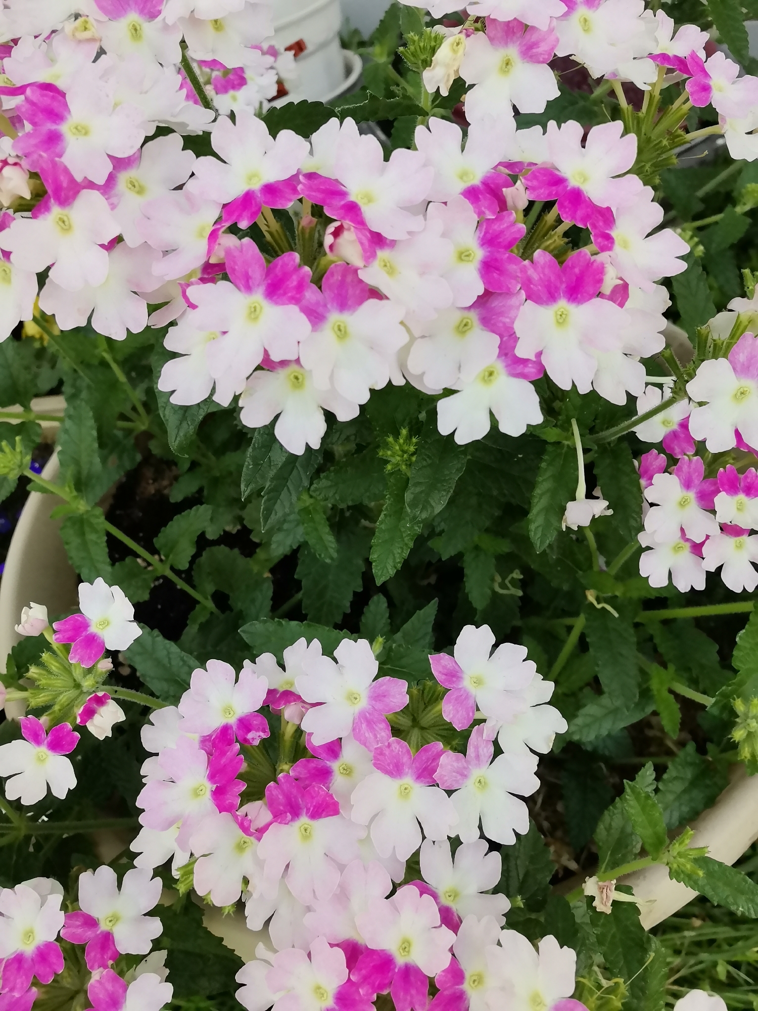The image shows a close-up, eye-level view of Verbena flowers. The flowers are a mix of white and vibrant pink, with some petals transitioning between the two colors. They are arranged in clusters, with green foliage visible in the background. The flowers appear to be healthy and in bloom, filling the frame of the image. There are no people or animals present. The context of the city of Oryol, Russia, is not discernable from the visual information in the image itself. The image appears to be taken outdoors, possibly in a garden or balcony setting.