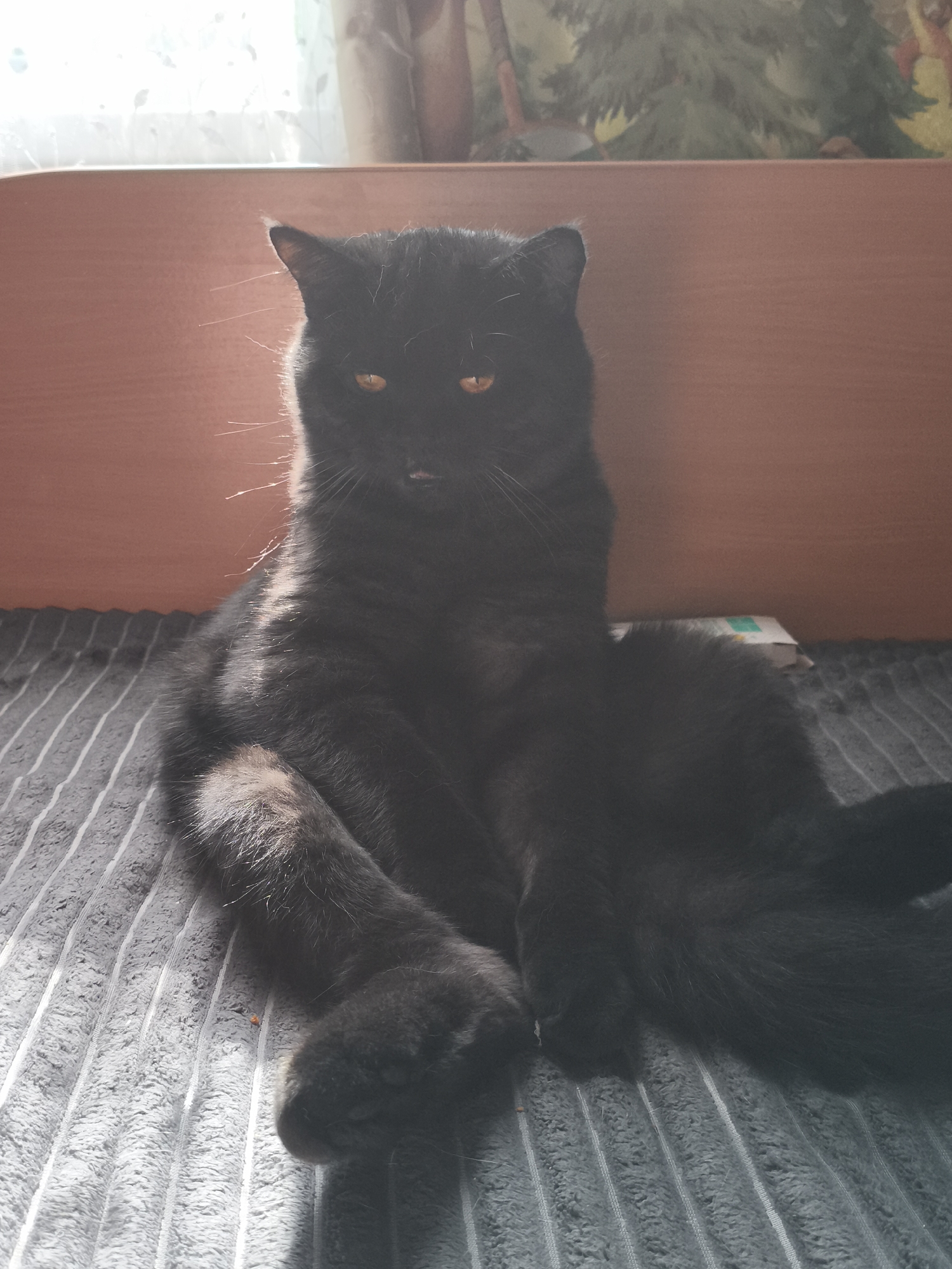 A black cat with orange eyes sits on a gray striped blanket. The cat is facing forward and appears to be looking directly at the camera. Its front paws are crossed. The background is a wooden surface, and behind that, a curtain with a tree pattern is visible. Sunlight is streaming in from the left, illuminating the cat's fur and casting a shadow on the blanket. There is no information available about the location in the city of Blagoveshchensk, Russia.