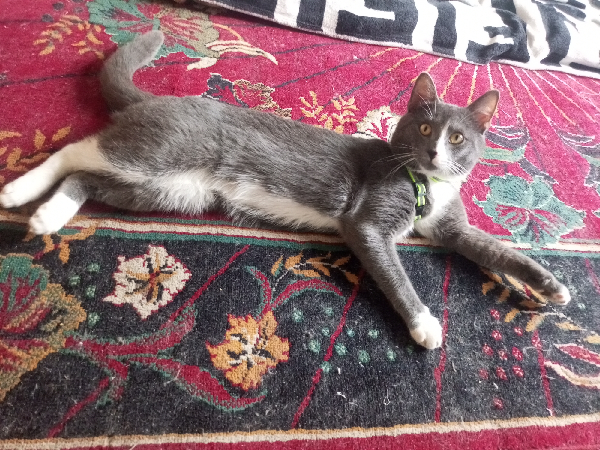 A grey and white cat is lying on a patterned rug. The cat is facing towards the camera, with its head slightly tilted. Its eyes are open and are a light yellow color. The cat is wearing a green collar. The rug has a dark background with a red and floral pattern. A black and white striped blanket is visible at the top of the image. The image appears to be taken indoors. There is no indication of the location being Vsevolozhsk, Russia.