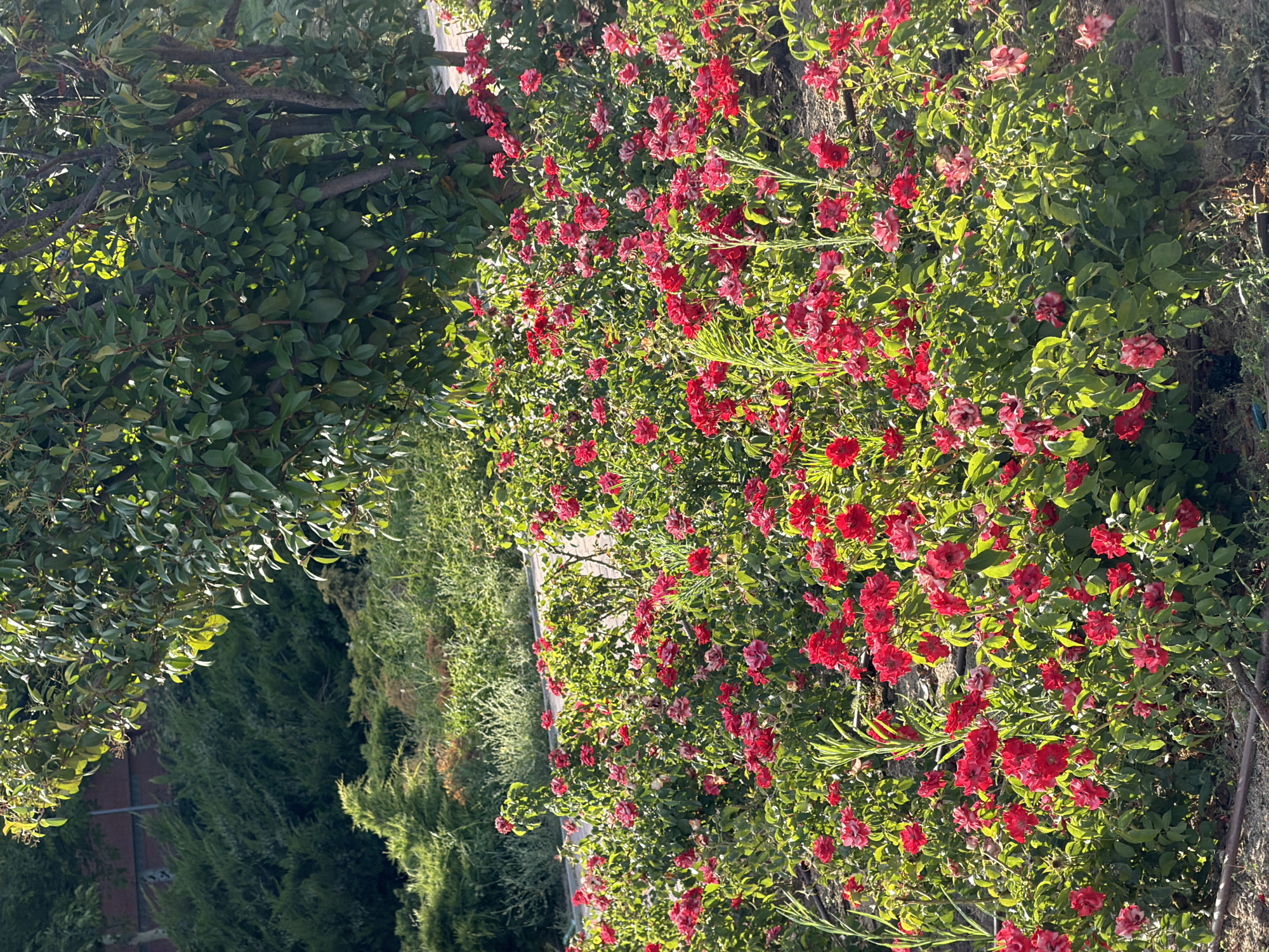 The image is a vertical, medium shot of a dense rose bush with abundant red roses, captured in natural daylight, likely late afternoon due to the warm, golden light illuminating the foliage and flowers. The rose bush occupies the majority of the frame, with its vibrant red blooms and lush green leaves. Some of the roses are fully open, while others are still budding or partially bloomed, showcasing a range of textures and shades of red, from deep crimson to lighter, pinkish hues. The sunlight filters through the leaves, creating highlights and shadows, adding depth and dimension to the scene.
To the left of the rose bush, a portion of a leafy tree with darker green foliage is visible, its branches partially obscuring the view of the roses in that area. Further to the left and towards the background, there are hints of a dark fence and possibly a wall.
To the right and in the background of the rose bush, a dense evergreen hedge or tree with a feathery texture is prominent, its dark green needles contrasting with the brighter tones of the roses and their leaves. The overall setting appears to be an outdoor garden or yard, with the plants suggesting a well-maintained area.
The image evokes a sense of natural beauty and tranquility, with the abundance of flowers suggesting a blooming season. No people or specific objects are clearly discernible beyond the vegetation. There is no visible text in the image. The lighting suggests a clear day with soft, warm sunlight.
