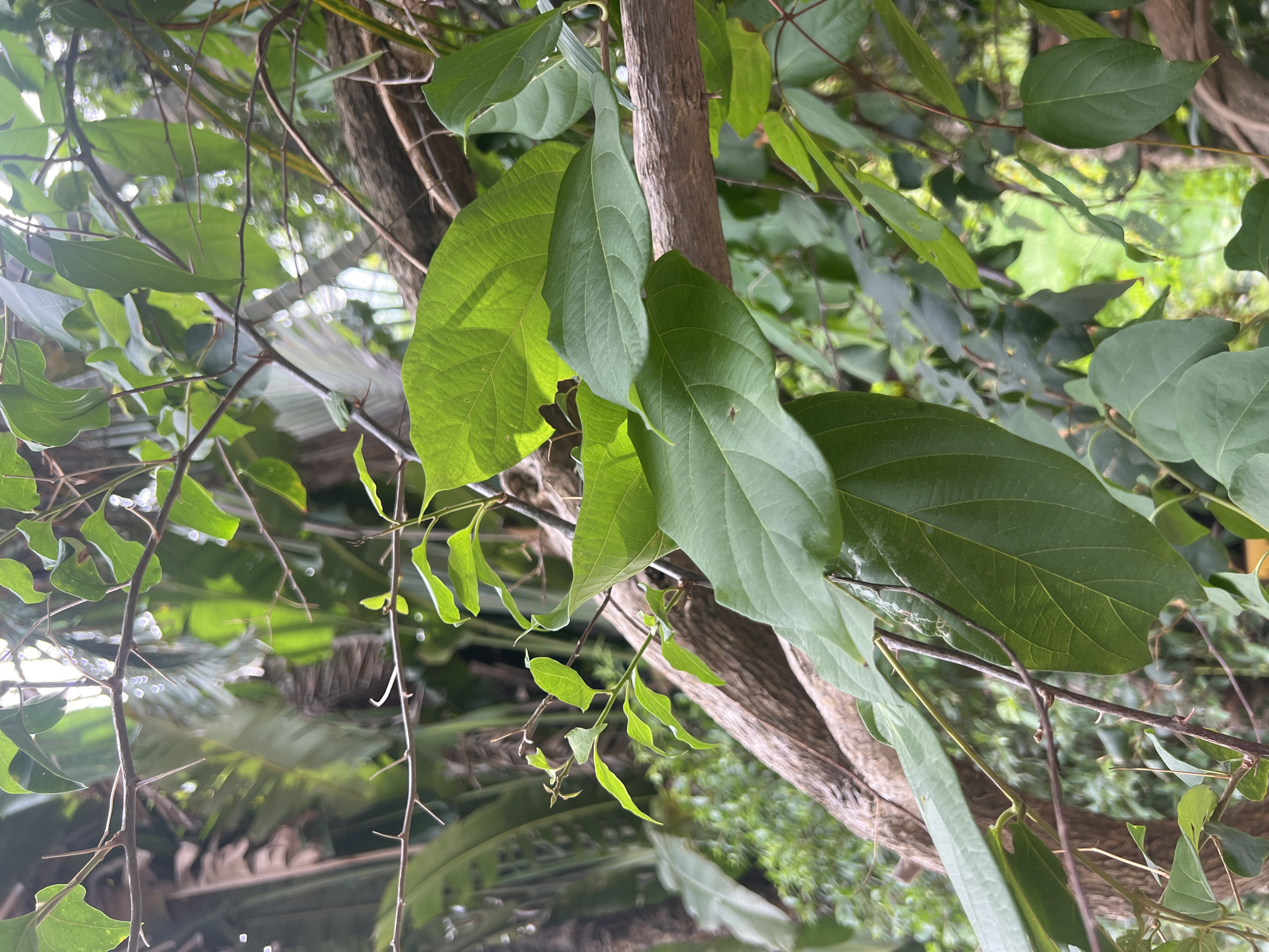 The image depicts a close-up view of lush green foliage and intertwining branches of a plant, likely in a tropical environment. The dominant elements are the large, textured green leaves and the rough bark of the branches. Some smaller, more delicate branches with sharp thorns are also visible. The background consists of blurred greenery, suggesting a dense natural setting such as a garden or forest. The lighting indicates an outdoor scene, possibly dappled sunlight filtering through the leaves. There are no people or discernible man-made objects in the frame, focusing solely on the natural elements of the plant life. The scene is static, with no apparent action or interaction occurring.