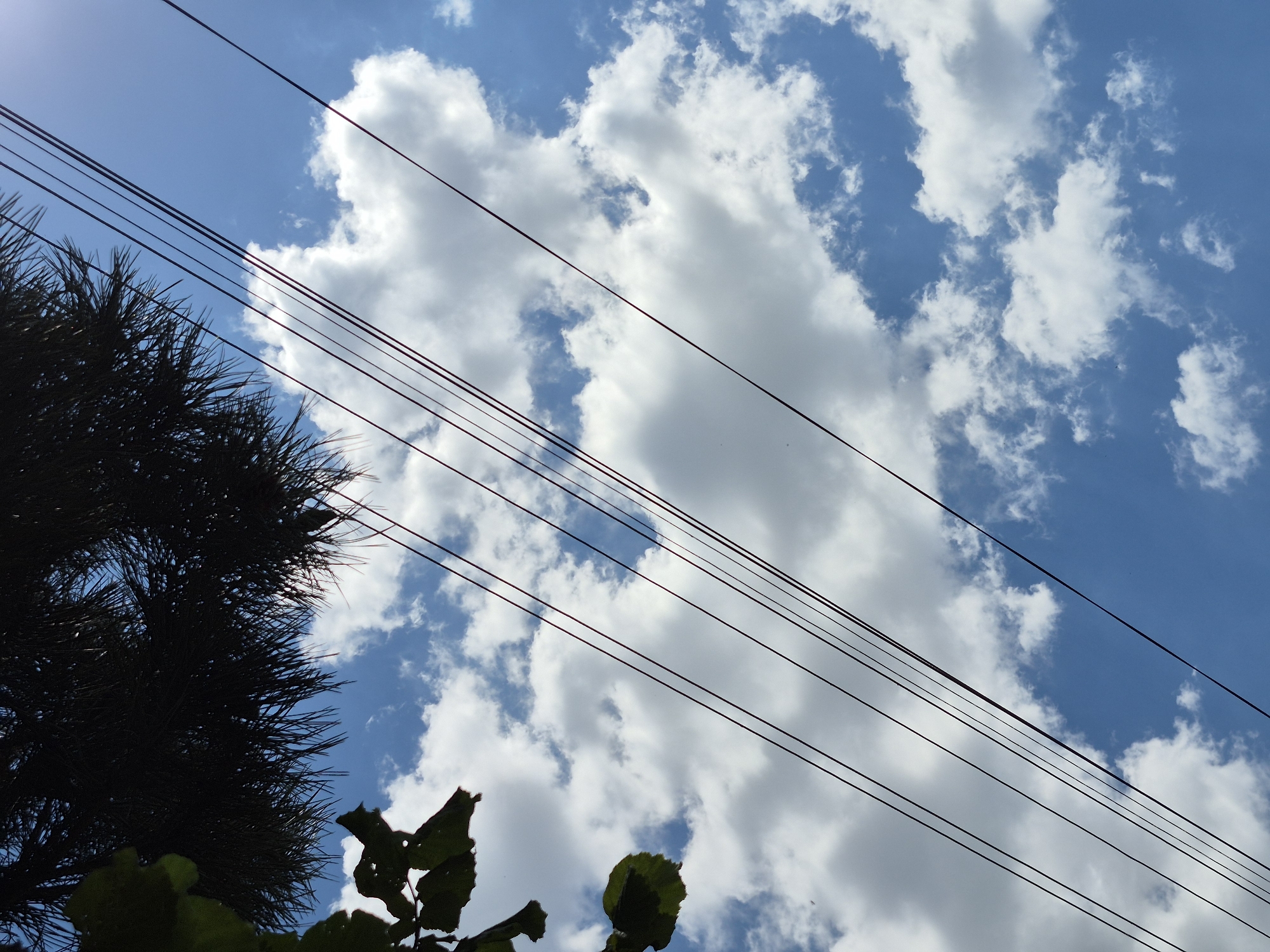 This is a low-angle, vertical shot of a bright blue sky with scattered white cumulus clouds. Several dark power lines run diagonally across the frame from the upper left to the lower right. In the upper left corner, a silhouette of dark green leaves and a dense, dark pine tree branch partially obstruct the view of the sky. The scene is captured from ground level, looking upwards, suggesting a clear day with good visibility. The location is the city of Kardam, Bulgaria. There are no people or animals visible in the image.