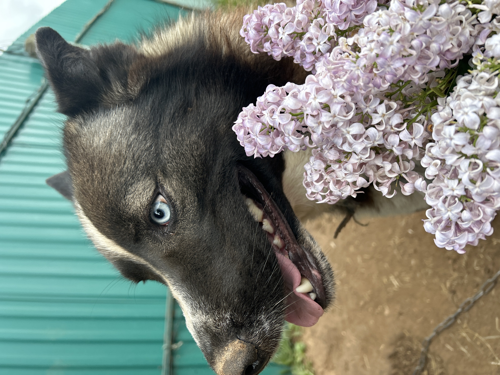 A close-up, oblique-angled shot shows a husky-type dog and a bouquet of lilacs, possibly near Фоки, Russia. The dog, with gray and black fur, has one visible blue eye and its mouth slightly open, revealing teeth and a pink tongue. A bouquet of light purple lilacs is positioned next to the dog's head. The background includes a green corrugated metal surface and a patch of dirt. A chain is seen in the lower right of the frame.