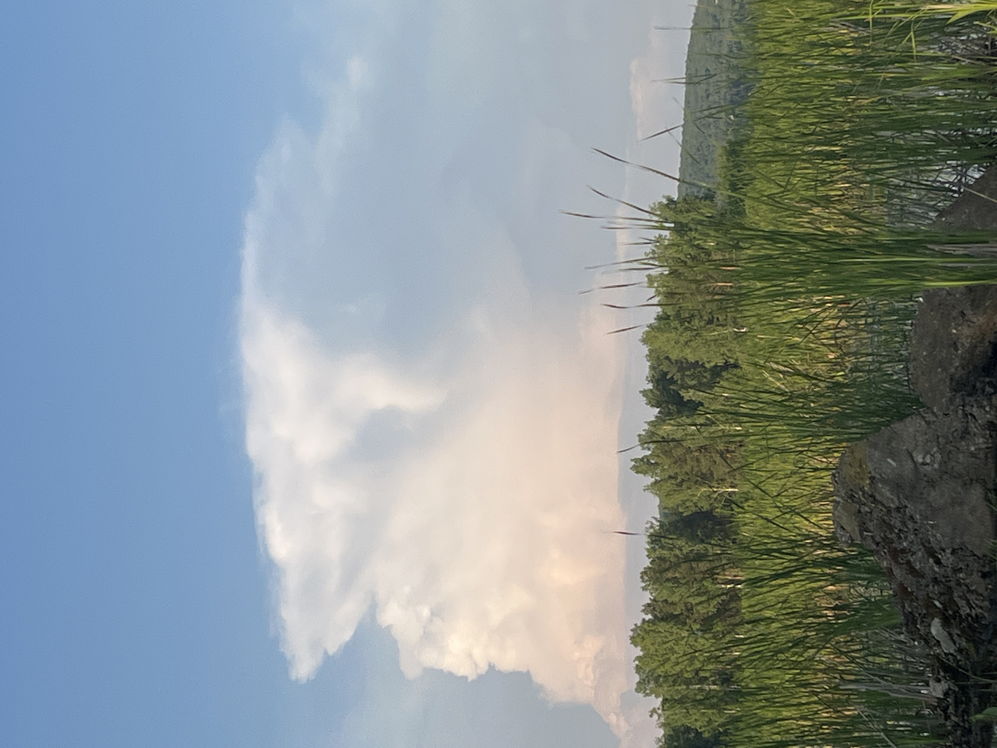 The image depicts a natural landscape with a dramatic sky. A large, towering cumulonimbus cloud dominates the upper portion of the frame, with a distinct anvil shape and pinkish hues suggesting it is illuminated by the sun. The sky itself is a clear, pale blue. Below the cloud, a dense line of green trees stretches horizontally across the middle ground, with a distant, rolling hill visible on the right. The foreground is filled with tall, green reeds or cattails, and in the lower left, a pile of rocks and soil is present. The scene appears to be a body of water, likely a river or lake, as suggested by the reflections in the reeds.
Based on visual cues like the architecture of the trees and the topography, this scene is consistent with the natural landscapes found near Chaikovsky, Russia. The Kama River, which flows through Chaikovsky, and its surrounding floodplains and forests often feature similar vegetation and rolling hills, making this a plausible location.