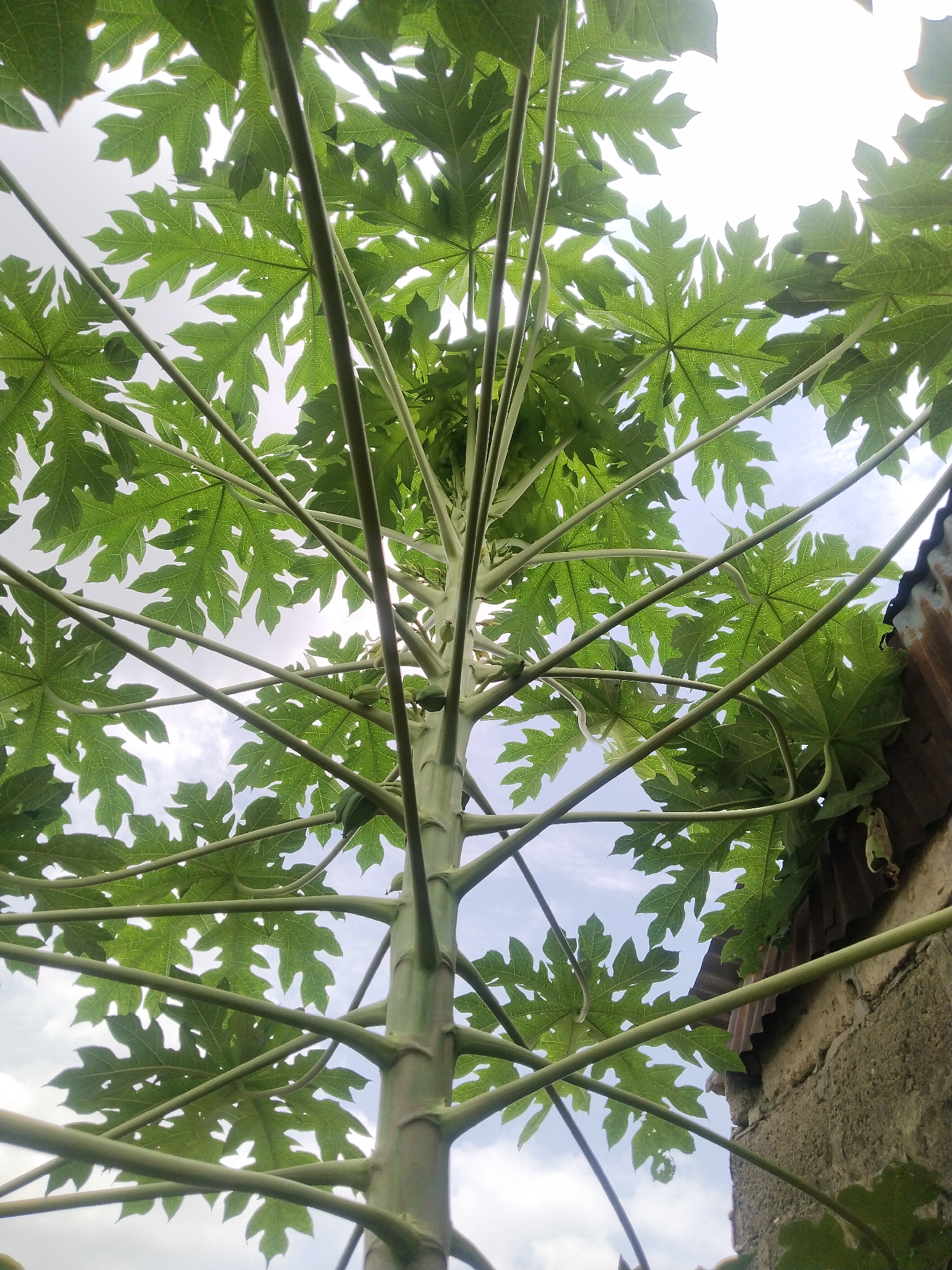 A low-angle shot of a papaya tree trunk with leaves and unripe fruits against a sky with some clouds. The tree is growing near a building with a metal roof and a rough, concrete wall. The location is Uyo, Nigeria.