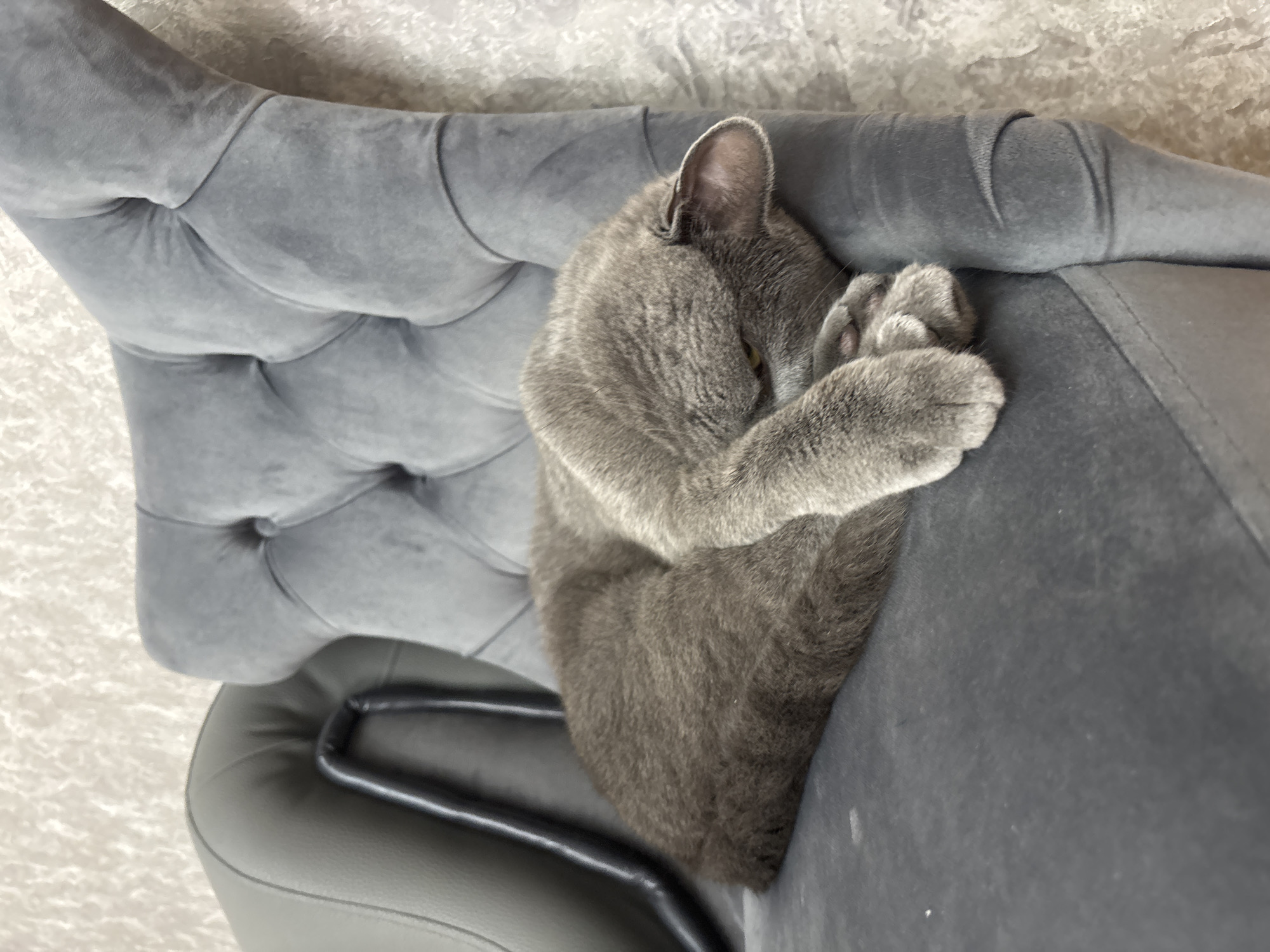 A grey cat is sleeping curled up on a grey upholstered chair in a room with textured wallpaper. The cat's face is hidden by its paws, and its body is tucked tightly. The chair has a tufted back and a smooth, dark grey armrest on the left. The lighting is soft, suggesting an indoor setting. The image is a close-up, focusing on the cat and the chair. The location is specified as Georgiyevsk, Russia.