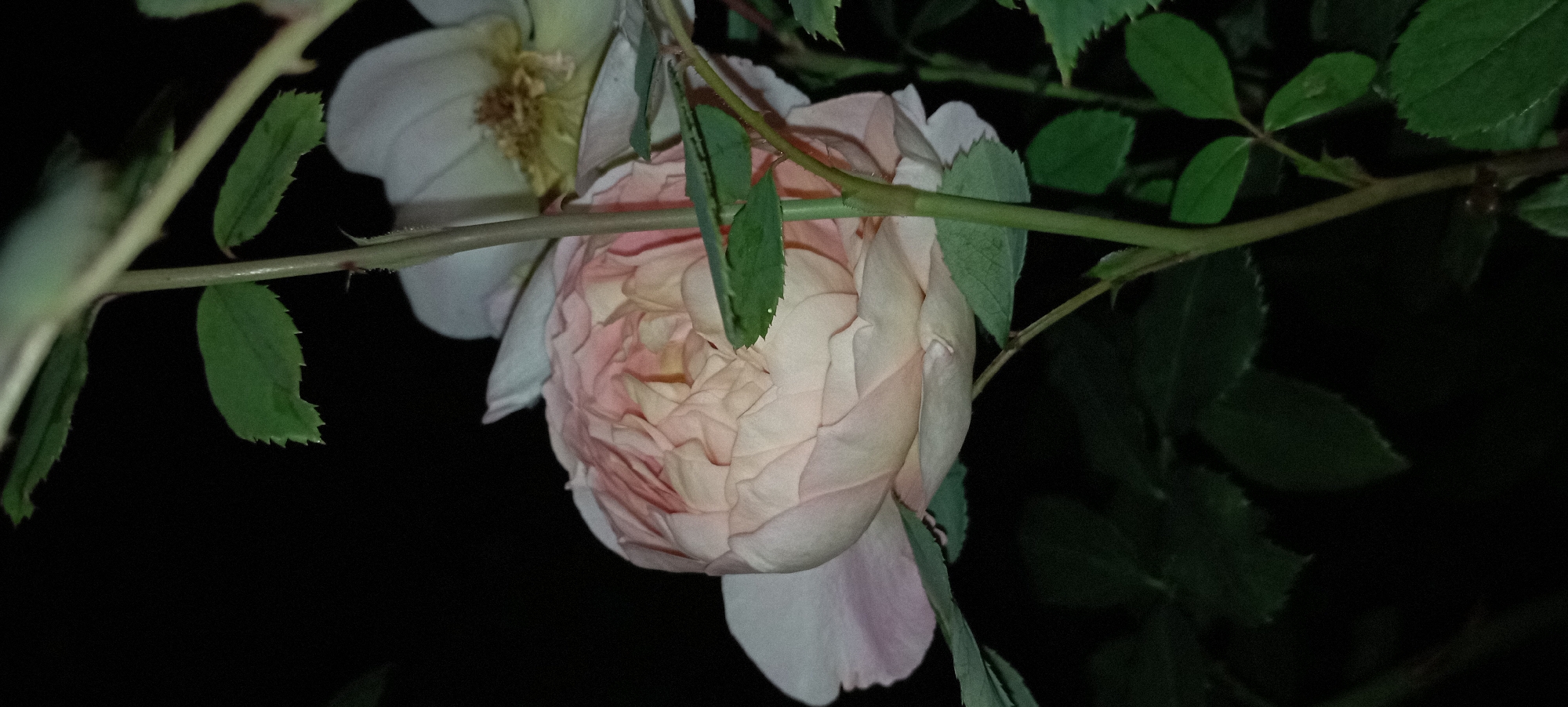 In Radisne, Ukraine, a close-up, low-light photograph captures a pale pink rose in full bloom, its petals tightly furled towards the center. The rose is positioned in the foreground, angled slightly to the left, with its stem running vertically through the frame. To the right and slightly behind the pink rose, a portion of a white rose is visible, with its stamens a light yellow-brown. The background is predominantly dark, suggesting nighttime or deep shade, with some blurred dark green foliage filling the lower left and lower right portions of the image. The lighting appears to be artificial, highlighting the delicate texture of the pink rose's petals and casting soft shadows. No people or animals are present in the scene.