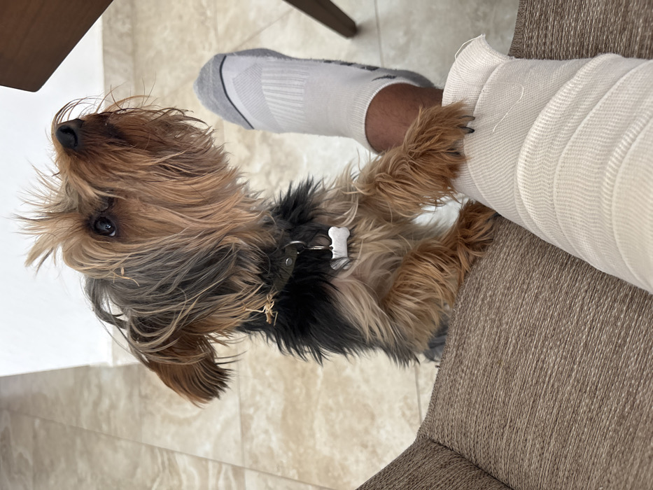 An indoor scene in the city of León, Mexico, depicts a small Yorkshire Terrier-type dog with multi-toned brown and black fur. The dog stands on its hind legs, resting its front paws on a human's forearm, which is wrapped in a white elastic bandage. The dog wears a dark collar with a white bone-shaped identification tag, and small pieces of dried plant material are present in the fur around its neck. The dog's head is tilted upwards, and its gaze is directed towards the upper right. A separate human leg, clad in a white athletic sock with grey and black accents, is visible further back. The environment consists of light-colored, patterned floor tiles, a plain white wall in the background, and a brown, textured upholstered furniture piece in the foreground, likely supporting the bandaged arm.
