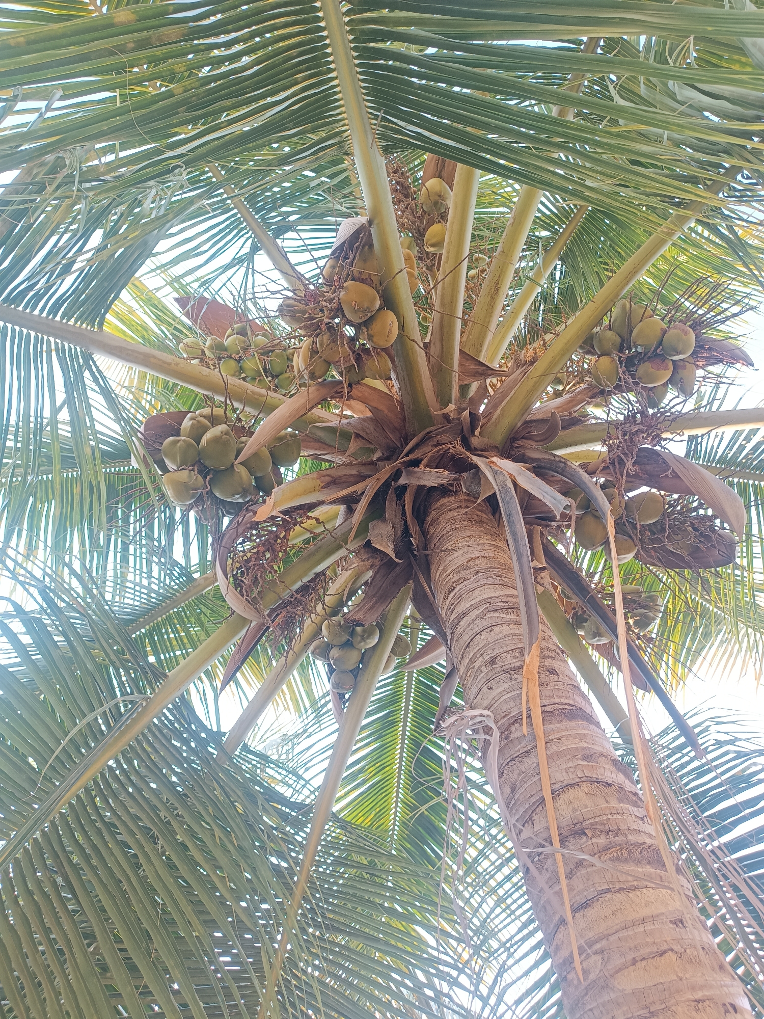 Looking up from the base of a coconut palm in Pedda Kammavaripalli, India, the image captures the textured trunk, radiating fronds, and heavy clusters of green coconuts. The tree's central stalk rises vertically, displaying a rough, segmented bark pattern. The fronds extend outwards, creating a dense, layered canopy against the bright sky. Green coconuts are densely packed and hang in bunches, appearing heavy and ripe. The angle provides a foreshortened perspective, emphasizing the height and density of the palm.