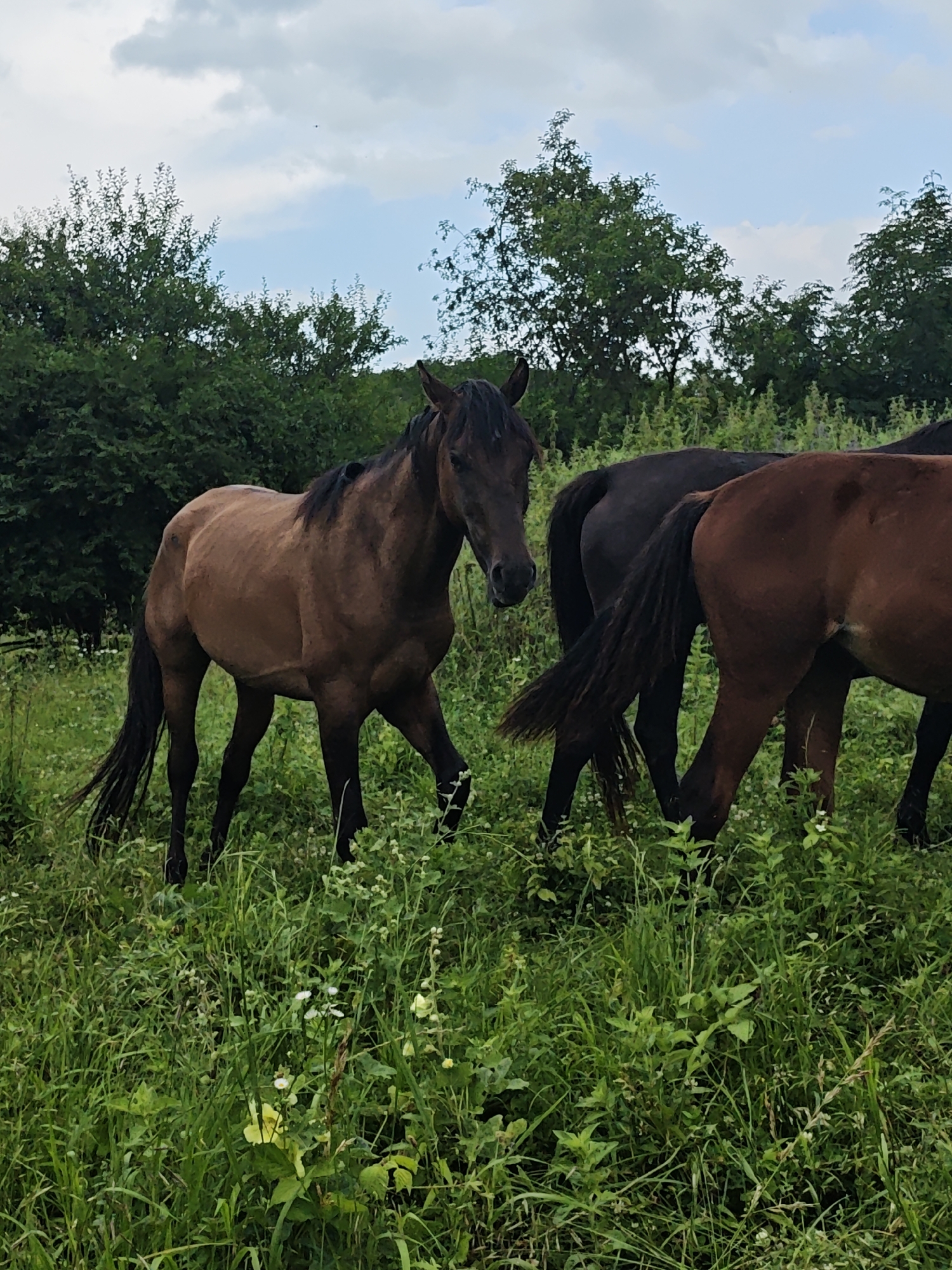 A herd of horses stands in a grassy field under a partly cloudy sky. The horse in the foreground is a bay color and is facing the viewer. Behind it, two other horses are visible, one black and one brown. The field is covered in tall green grass and wildflowers. In the background, a dense line of trees forms a natural border. The location is specified as Akhmetovskaya, Russia.
