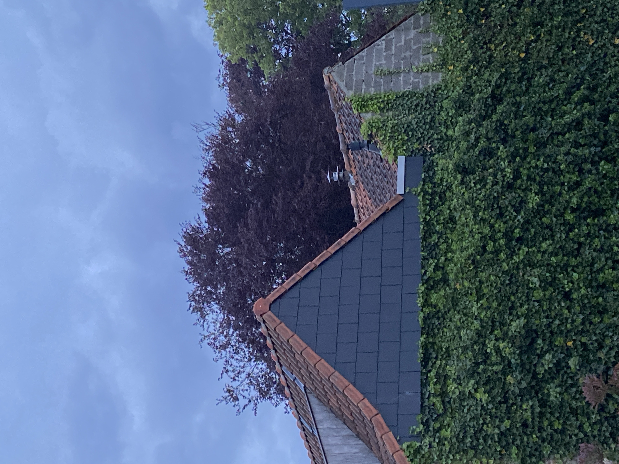 The image depicts the exterior of a building in Sint-Baafs-Vijve, Belgium. The structure exhibits a combination of brick and gray stone construction. One section of the wall is heavily covered in ivy, obscuring the underlying material. The roof features a dark gray tile section alongside terracotta tiles. A mature tree with reddish-purple foliage stands adjacent to the building. The sky is visible and overcast with a cloudy texture. A chimney or ventilation structure is present on one part of the roof. The image is oriented in a portrait format, with the building structures angled in the frame.