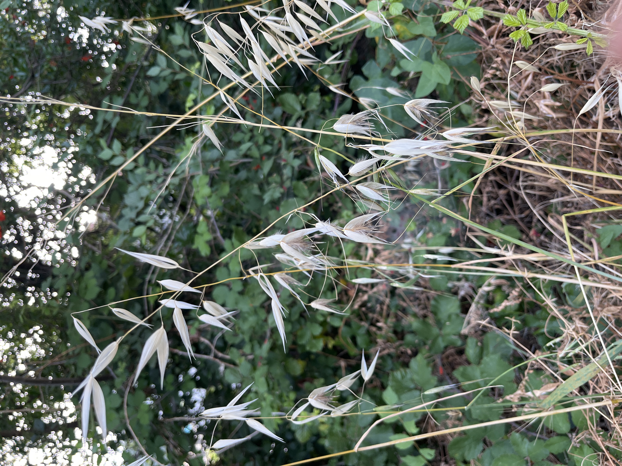 The image shows a close-up view of several stalks of wild oats with their feathery seed heads. The oats are dried and appear bleached white, contrasting with the lush green foliage in the background. The background consists of dense green leaves and branches, with some out-of-focus highlights suggesting sunlight filtering through. There are hints of red berries within the foliage. The overall setting appears to be an outdoor, natural environment, possibly along the outskirts of Budva, Montenegro, where such wild grasses are common in undeveloped areas or along unkempt pathways. There are no people or specific man-made objects visible.