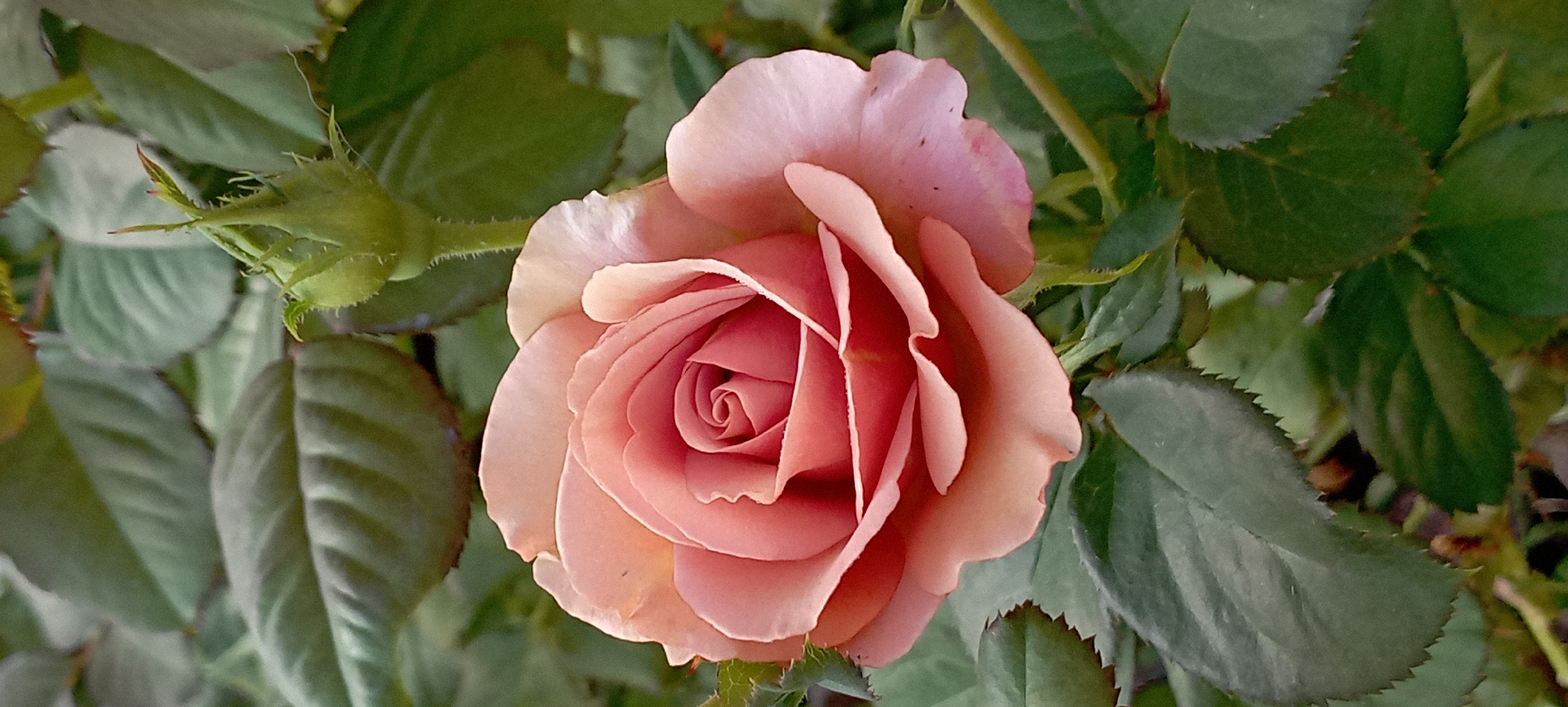 The image shows a close-up of a pale pink rose in full bloom, set against a backdrop of dark green rose leaves and a rose bud. The rose petals are unfurling in a spiral pattern, with the inner petals tightly curled and the outer petals more loosely arranged. The lighting highlights the delicate texture and soft color of the petals. The background is slightly blurred, emphasizing the rose as the central subject. The scene appears to be in a garden, potentially in Radisne, Ukraine, given the context of the request. There are no people or discernible actions depicted.