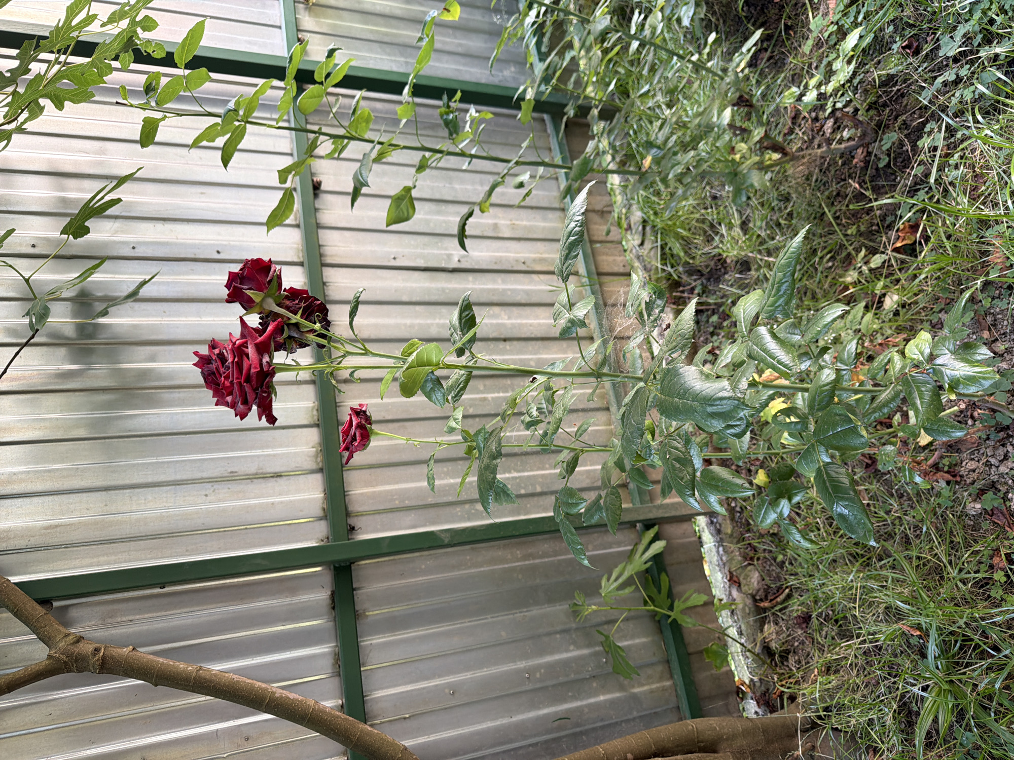 A close-up, eye-level shot captures a cluster of deep red roses in a garden setting. The roses, with velvety petals, are the primary focus, positioned slightly to the left of the frame. Behind them, a corrugated metal fence, painted a muted silver, forms the backdrop. A dark brown tree trunk on the far left anchors the scene, while various green plants and blades of grass fill the foreground and surround the rose bush. The overall lighting suggests it is daytime, with the sun casting gentle shadows. The image is shot in Krasnaya Polyana, Russia.