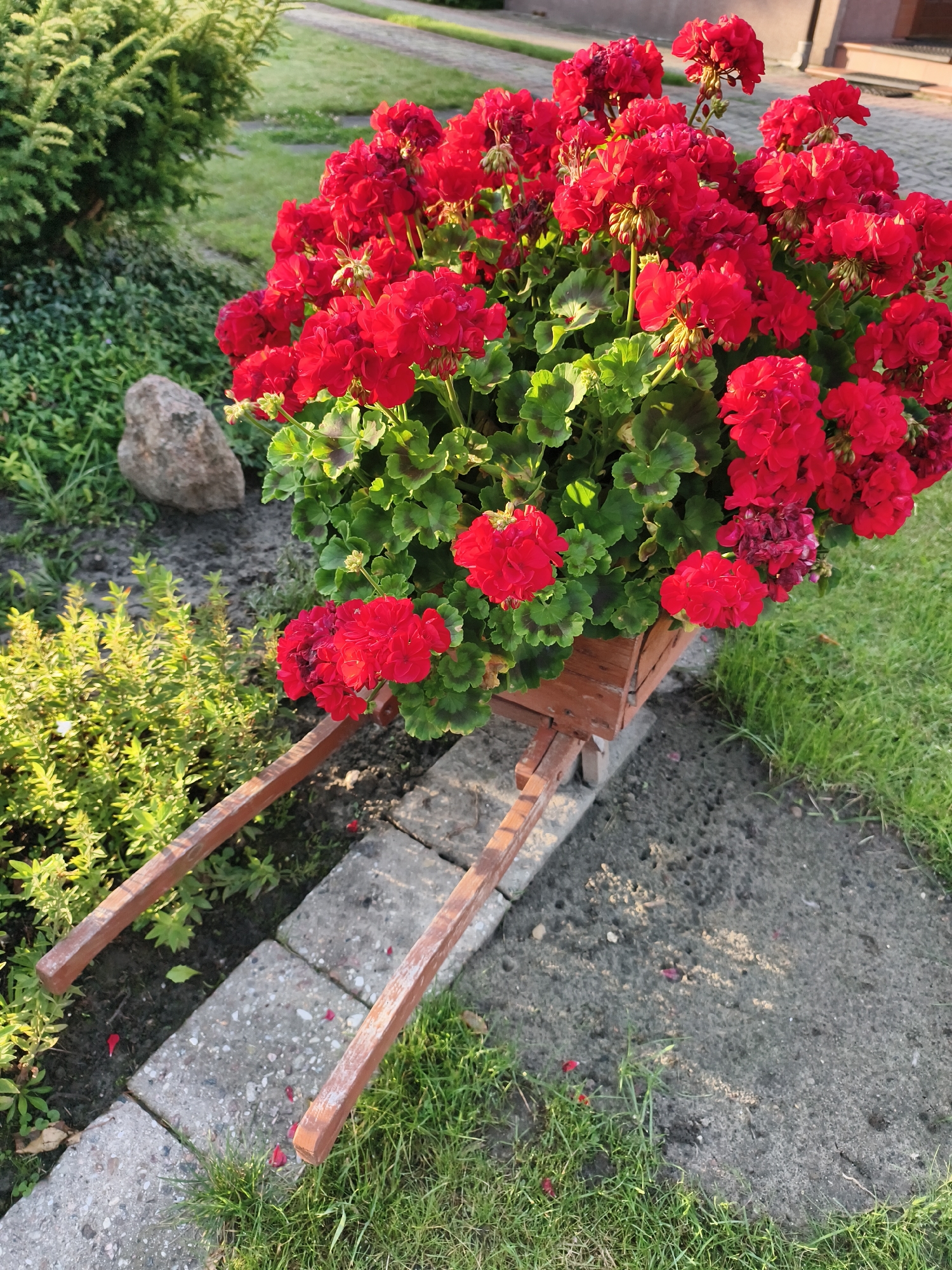 The image shows a decorative wheelbarrow filled with vibrant red geraniums, positioned outdoors. The wheelbarrow itself is made of wood and has two wooden handles. It is placed on a pathway constructed of grey concrete slabs, with grass and some soil visible around it. In the background, a large green shrub and a stone are present. The scene suggests a garden or yard setting. The provided crops do not contain any additional information regarding the location in Tczew, Poland.