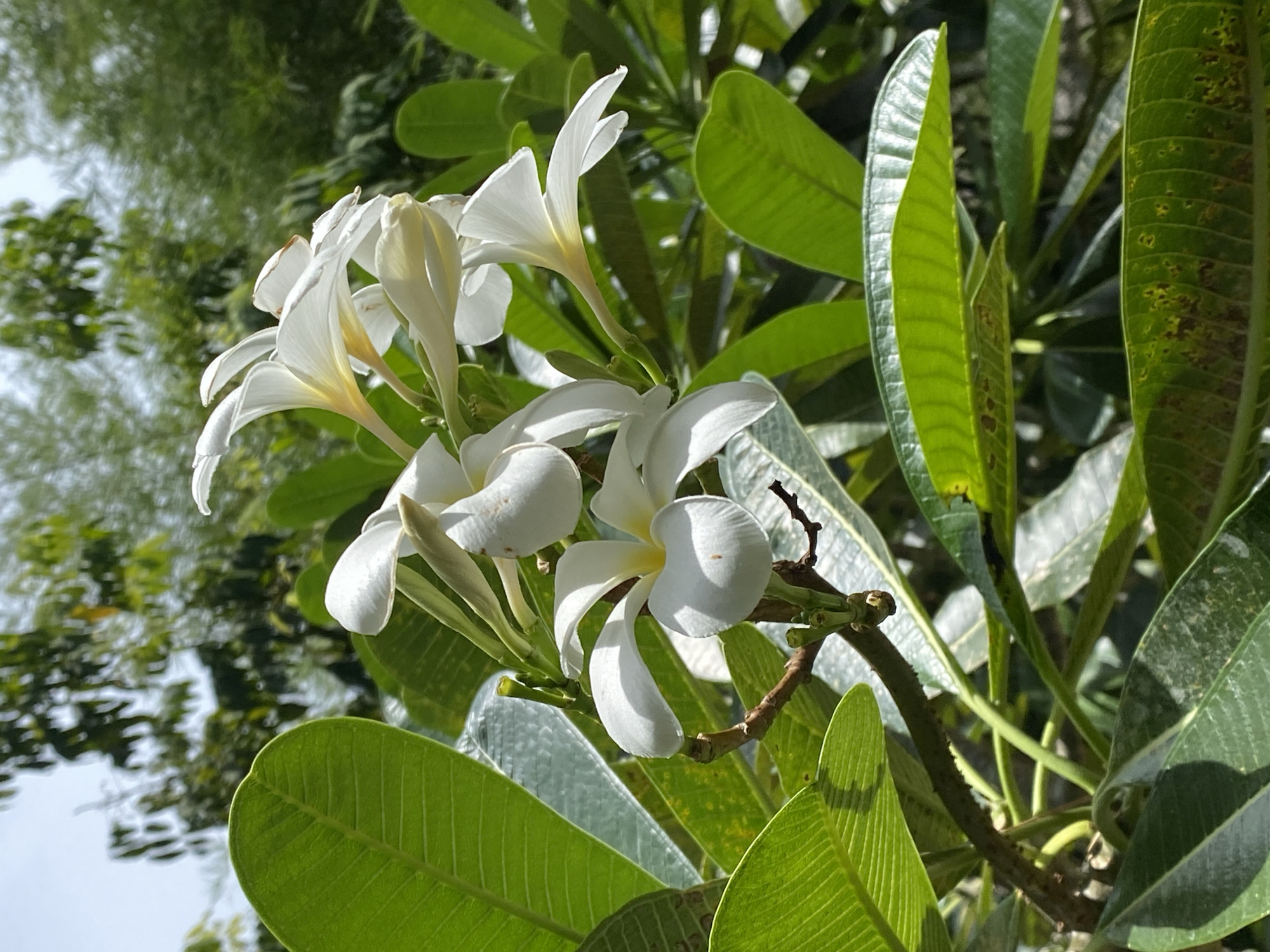 A close-up, eye-level shot features a cluster of white Plumeria flowers with yellow centers. The flowers are in various stages of bloom, some fully open and others still budding, their petals gracefully curved and delicate. They are attached to a thick, woody stem, which is surrounded by lush, green Plumeria leaves. These leaves are large and ovate with prominent veins and some show signs of yellowing and spotting. The background is a soft blur of green foliage and a bright, overcast sky, suggesting an outdoor setting. The scene is located in Ko Pha Ngan, Thailand.