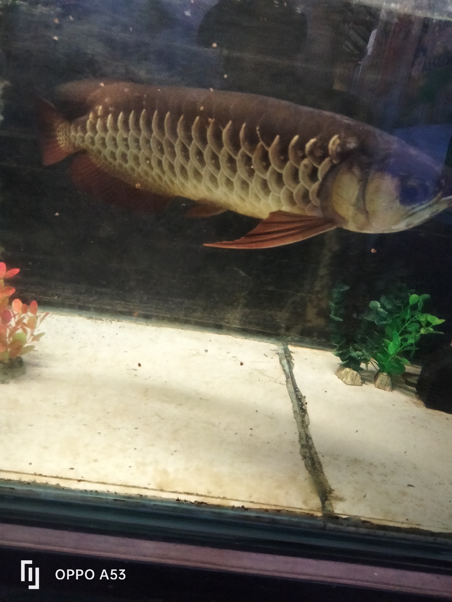 An Asian Arowana fish, distinguished by its large, metallic scales and elongated body, swims within a freshwater aquarium. The fish is positioned horizontally, with its head facing towards the right side of the frame. Its scales are a muted brown and gold, with reddish fins visible. The aquarium contains a light-colored substrate on the bottom, with a few small pebbles and two artificial aquatic plants, one red and one green. The background of the aquarium is dark and murky, obscuring any details. The photograph is taken from an eye-level perspective, capturing the fish in its aquatic environment. The bottom right corner of the image displays a white watermark with text: "OPPO A53". The location of this image is not specified within the image itself, and therefore cannot be determined.