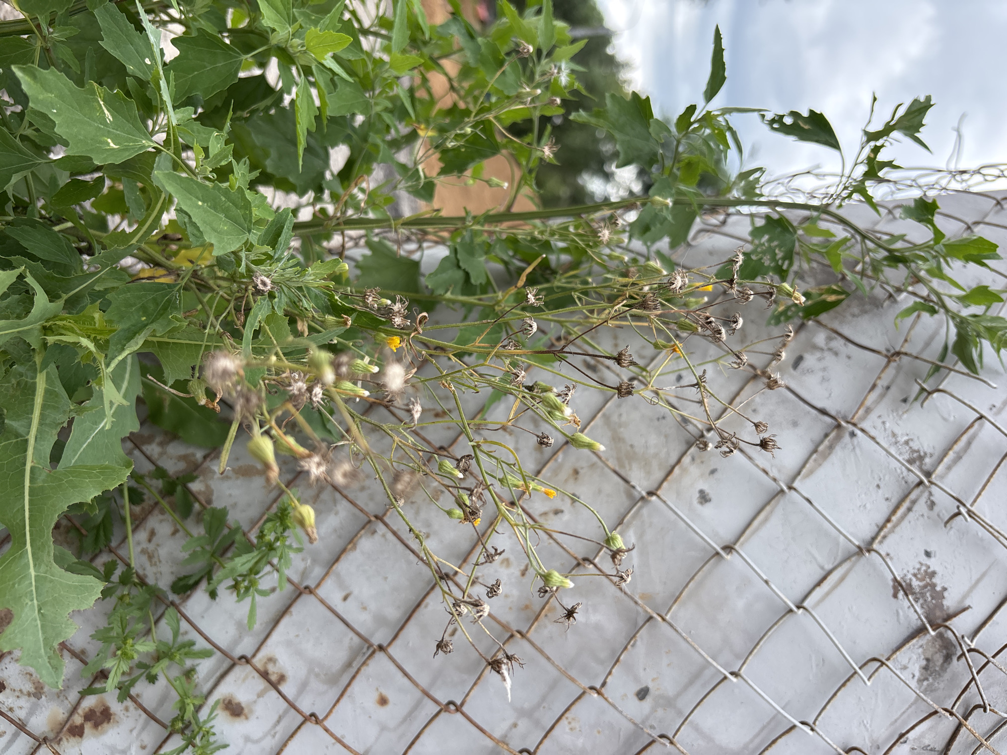 In Blagoveshchensk, Russia, a close-up, eye-level shot captures overgrown green foliage against a backdrop of a weathered chain-link fence. The fence, with its diamond-shaped openings and signs of rust, is mounted on a pale, possibly concrete, surface. The plants are dense and varied; on the left, broad, serrated green leaves dominate, while to the right, a more delicate, dry plant with wispy seed heads and small yellow flowers emerges. The sky above is overcast, suggesting a cloudy day. No people or animals are visible.