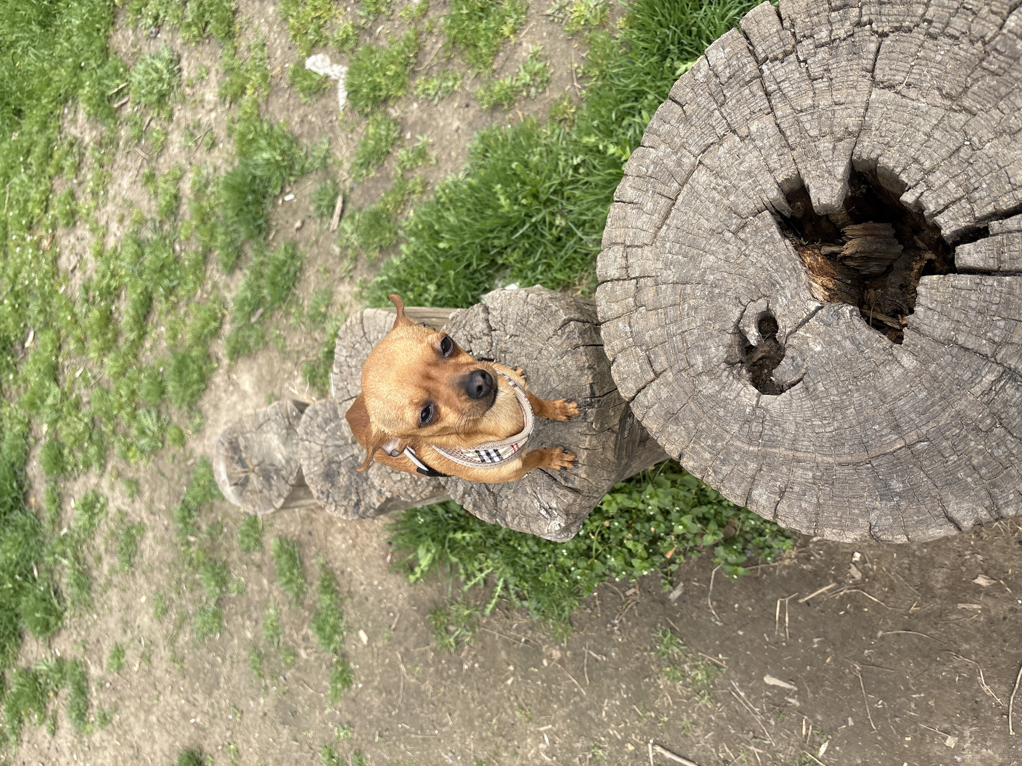 A small, light-brown dog stands on a series of stacked tree stumps in a park. The dog wears a checkered harness. The stumps lead to a larger, wide tree stump with a hollowed center. The ground is a mix of dirt and sparse grass. The location is Plovdiv, Bulgaria.