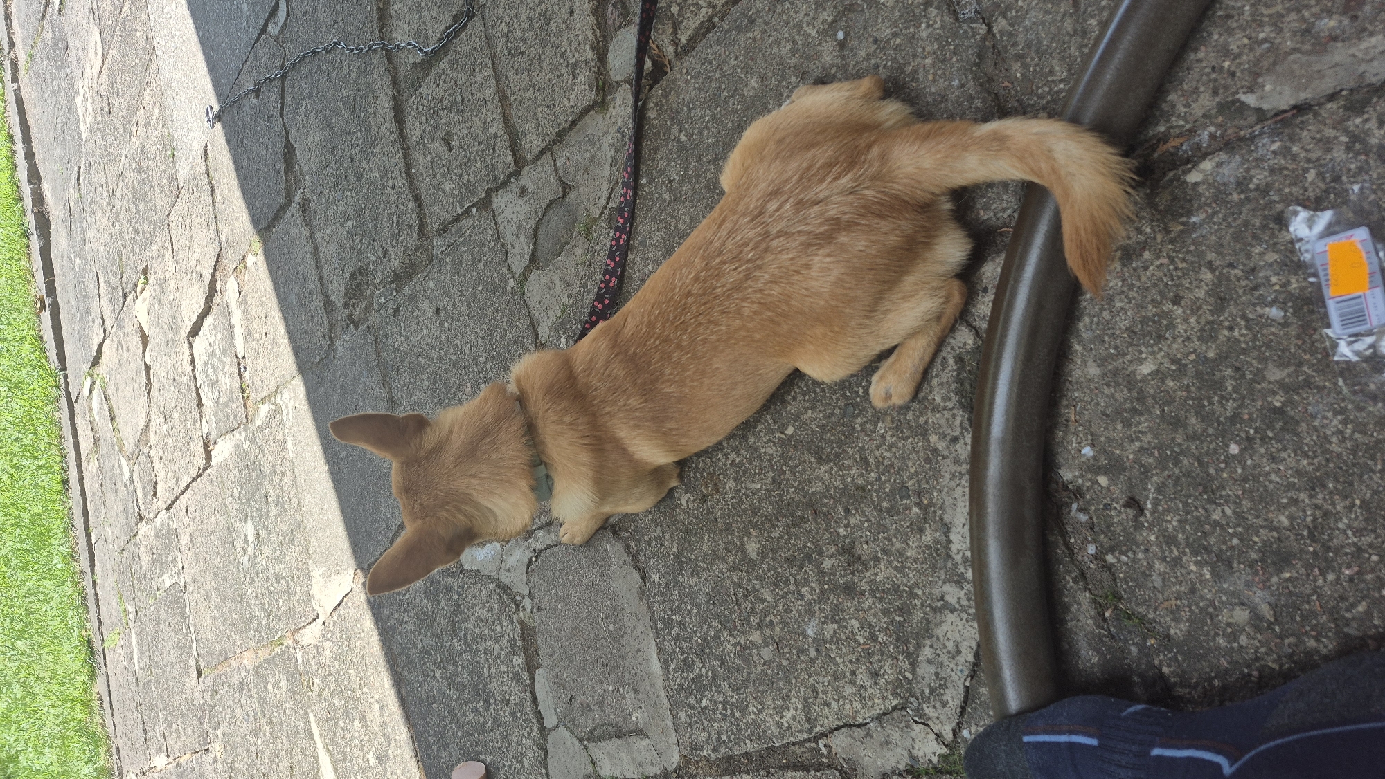The image shows a tan-colored dog lying on a paved patio area. The dog is facing away from the camera, with its head turned slightly to the left. It is wearing a light blue collar. A red and black patterned leash is attached to its collar and trails off to the right. To the left of the dog, a portion of a dark gray hose is visible. In the bottom left corner of the image, a person's foot wearing a dark sock with blue stripes is present. The patio is made of large, irregularly shaped concrete slabs, and a patch of green grass is visible in the upper left corner. A metal chain is present on the ground in the upper right. The scene appears to be outdoors in daylight, with shadows indicating sunlight. There is no specific information in the image that indicates the location in Švenčionys, Lithuania.