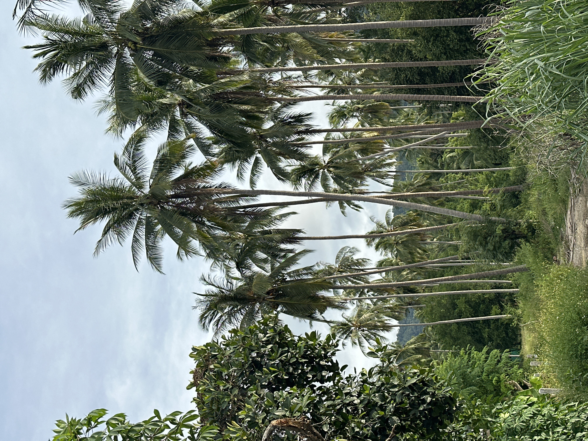 The image depicts a dense grove of tall palm trees, characteristic of a tropical environment. The trees are clustered together, creating a lush canopy that filters the daylight, casting shadows on the ground. The sky above is overcast with a pale, hazy light, suggesting a mild or humid climate. In the foreground, there is a pathway leading into the grove, bordered by various types of vegetation, including tall grasses and leafy plants. The overall scene conveys a sense of natural abundance and tranquility, typical of a rural or coastal area in Southeast Asia. The location is identified as Baan Mae Nam, Thailand, a region known for its tropical climate and abundant palm trees.