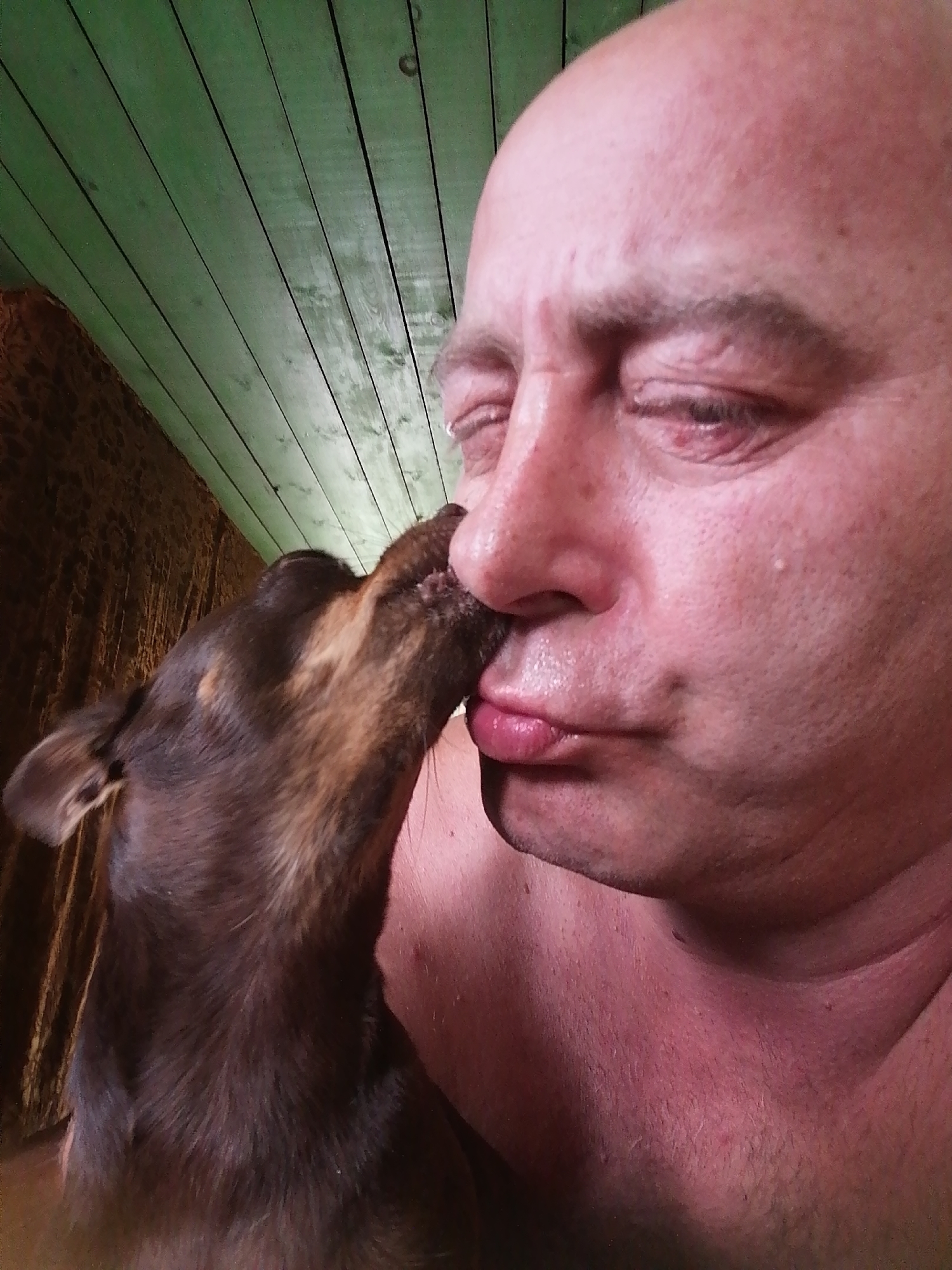 A close-up, low-angle, indoor shot shows a man, appearing to be of adult age, with a bald head, being licked on the nose by a small brown and tan dog. The man's eyes are closed, and his lips are slightly parted. His skin is flushed and appears to be sweaty. The dog is positioned on the left side of the frame, facing the man and extending its muzzle towards his face. The background consists of a textured, dark brown wall on the left and a green wooden ceiling with visible planks and dark lines between them, suggesting an indoor space with rustic construction, possibly a rural dwelling or outbuilding. The overall lighting is warm and casts some shadows. The man and dog appear to be in a moment of affectionate interaction. The location is identified as Novopokrovka, Russia, though specific landmarks or context within the city are not visually evident.