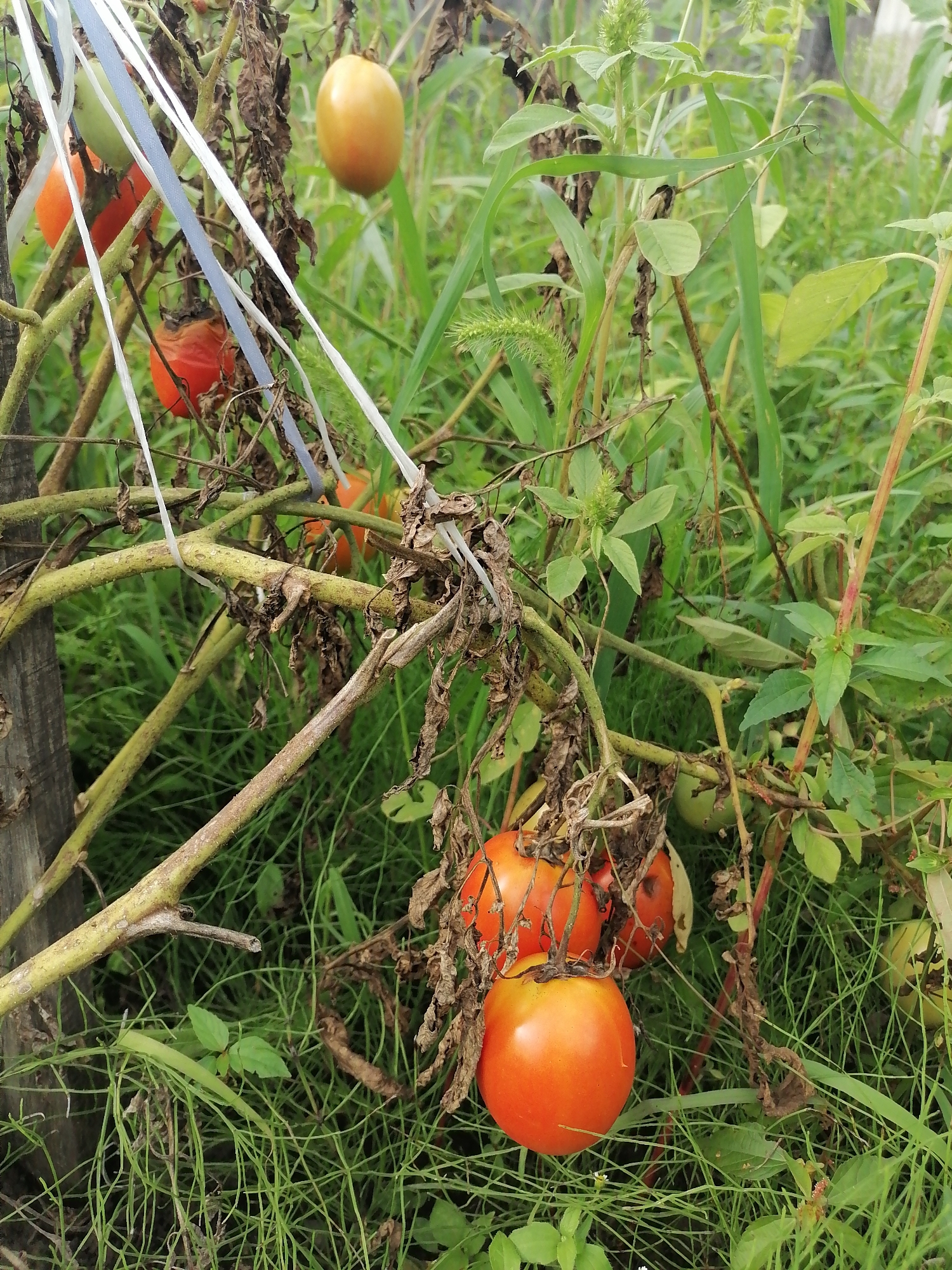 The image shows a cluster of ripe tomatoes on the vine, surrounded by green foliage and dry, brown leaves. Several tomatoes are a vibrant orange-red color, while others appear to be a lighter green or yellow. The plants are supported by stakes and what appear to be pieces of white and blue ribbon or tape. The scene is set outdoors in what appears to be a garden or natural overgrown area. There are no people or animals visible in the image. The presence of tomatoes, foliage, and supporting materials suggests a cultivation or harvest setting. The environment is characterized by dense vegetation, both green and dried, indicating a natural, possibly unkempt outdoor space.