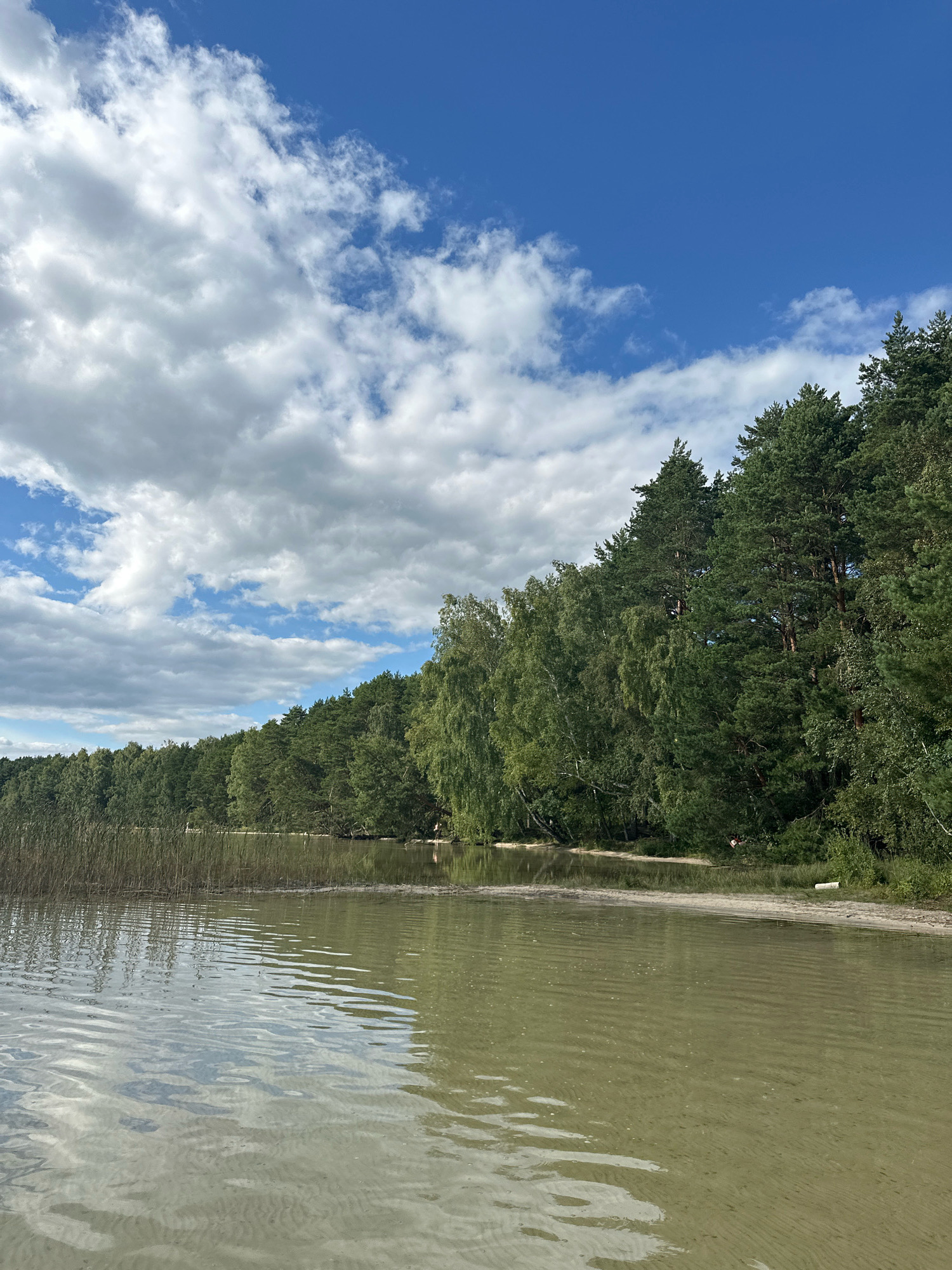 The image captures a tranquil scene of a lake and its tree-lined shore under a partly cloudy blue sky. The water in the foreground is shallow and clear, revealing sandy ripples on the lakebed. Reeds grow along the edge of the water, giving way to a dense forest that covers the shoreline. The trees are a mix of coniferous and deciduous species, with the pine trees standing tall and prominent. The sky is a vibrant blue, interspersed with fluffy white clouds, some of which are casting shadows on the water. The overall impression is one of a natural, undisturbed landscape, likely in the Мядзельскі сельскі Савет region of Belarus, known for its numerous lakes and forests. There are no people or animals visible in the image, and the environment appears peaceful and serene.