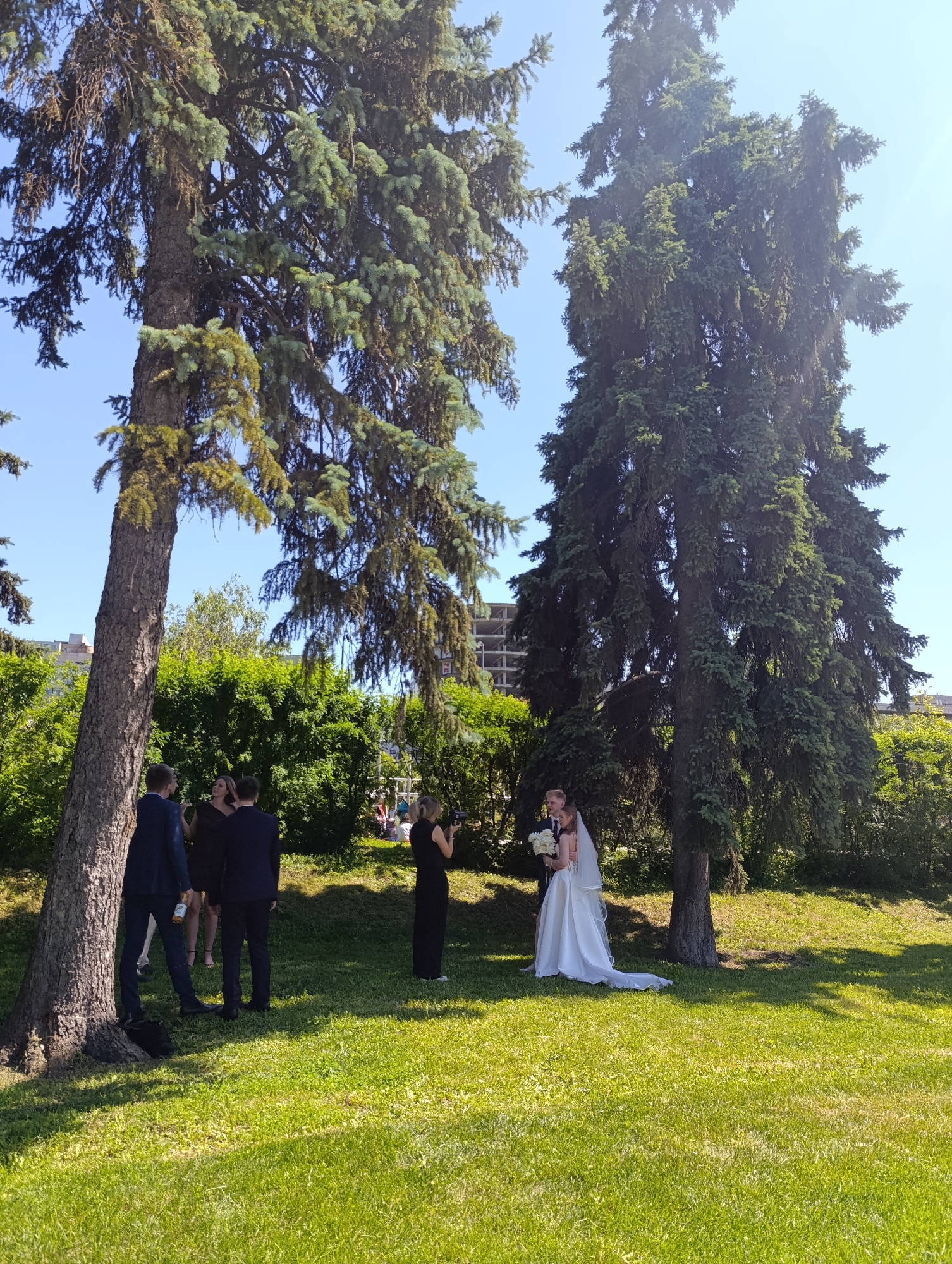 The image depicts an outdoor scene in a public green space, likely a park, within an urban environment. The sky is clear and bright blue, indicating daylight. Two very tall, dense coniferous trees, possibly spruce or fir, dominate the frame; one on the left occupies the left third of the image, and another on the right is centrally located. Both trees exhibit robust, dark green foliage, with the left tree showing some areas of lighter green new growth or less dense needles.
On the ground, lush green grass covers the area, marked by patches of sunlight and distinct shadows cast by the trees and people. In the midground, towards the right, a bride in a long white wedding gown and veil, holding a white floral bouquet, is embracing a groom dressed in a dark suit. They stand near the base of the rightmost large tree. To their far right, a woman in a long black dress stands with her back to the viewer, holding a black camera or video recording device pointed towards the bride and groom, suggesting she is documenting the event.
To the left of the frame, near the base of the left tree, a small group of people is gathered. Two men in dark suits are visible; one, facing away from the viewer, holds an amber-colored bottle. A woman in a dark dress stands between them, seemingly engaged in conversation. Behind this group and extending across the midground, a dense line of green bushes and smaller trees forms a natural barrier. In the distant background, above the treeline and bushes, faint outlines of urban buildings are visible, including a multi-story structure that appears to be under construction or unfinished on the far left. Other people are faintly discernible sitting or standing in the background foliage on the right side.