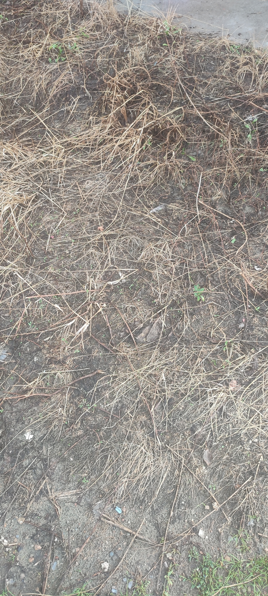 The image depicts a patch of dry, dead grass and soil, consistent with an outdoor environment. A concrete edge is visible along the top border, suggesting proximity to a pathway or structure. Small green shoots of grass are interspersed within the dead vegetation, indicating nascent growth. Scattered debris, including small stones and what appears to be a fragment of light blue plastic, are present on the ground. The overall scene is one of neglect or the transition between seasons, common in many urban and suburban areas. The specific location in Novoaltaysk, Russia, cannot be determined from the visual information provided.