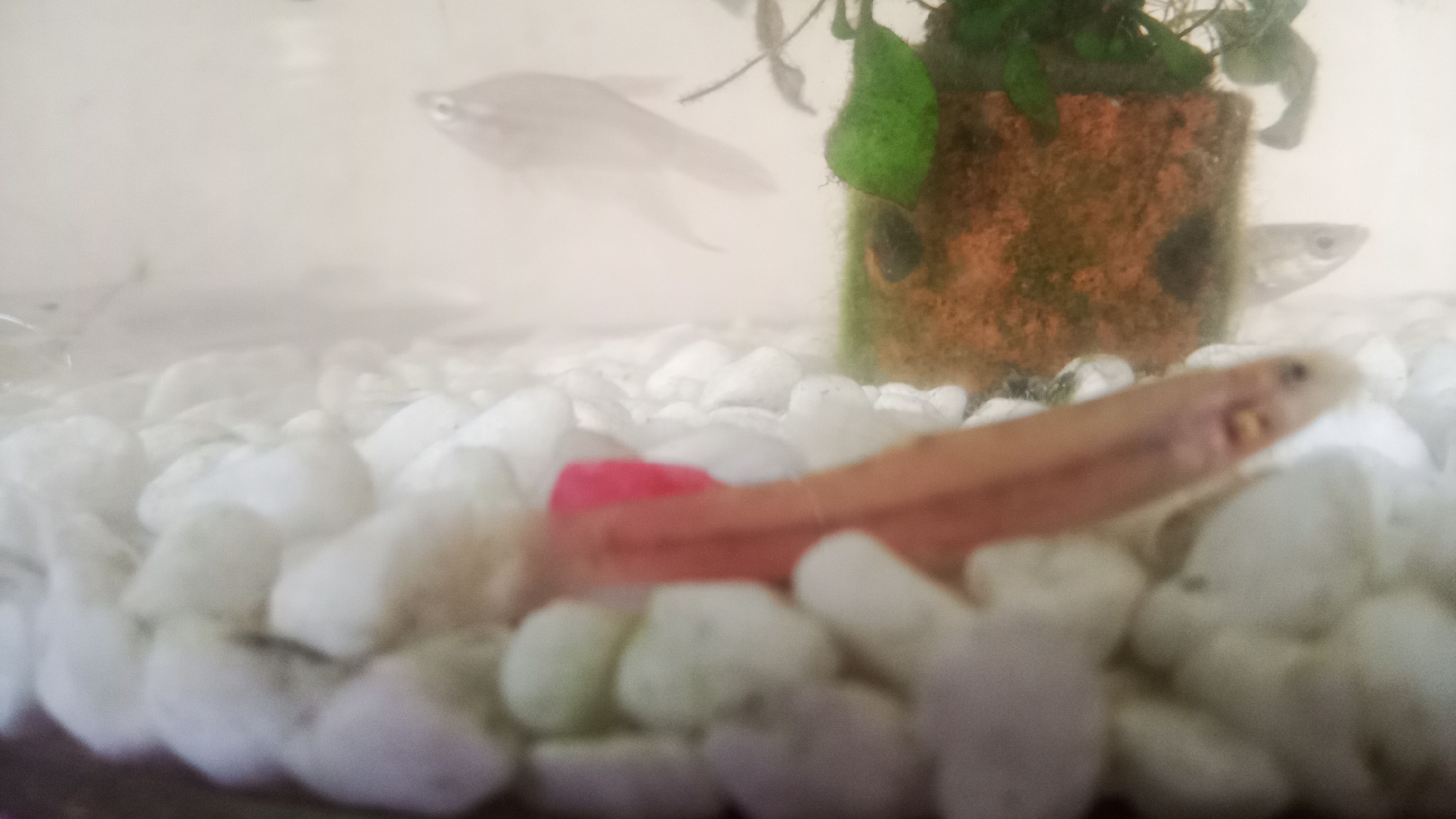 In Sungai Sipai, Indonesia, an aquarium contains several fish. In the foreground, a light-colored fish with a visible mouth is positioned horizontally, partially obscured by white pebbles. A pink object is situated behind it. Further back, a blurry, silver-colored fish is visible swimming. To the right, another silver fish's head can be seen peeking from behind a cylindrical object covered in moss and a plant. The aquarium floor is covered with white pebbles.