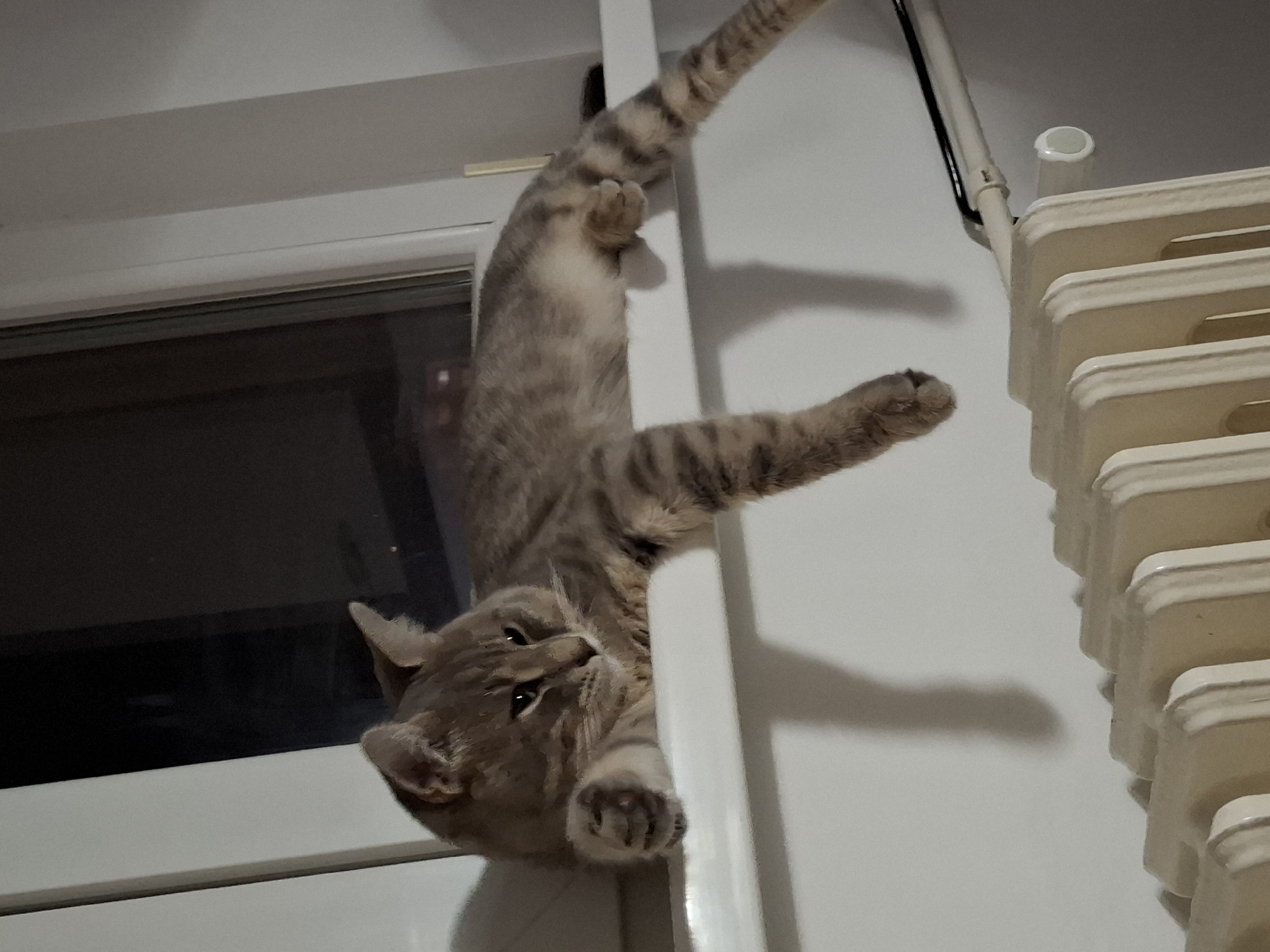 A tabby cat is hanging upside down from a white door frame. Its head is facing downwards, and its paws are clutching the frame. Its tail and one leg are extended upwards. A window with a dark, reflective surface is visible behind the cat. A radiator is seen to the right of the cat. This photograph was likely taken indoors. While the city of Novi Sad, Serbia may be the location, this detail is not evident from the image alone.