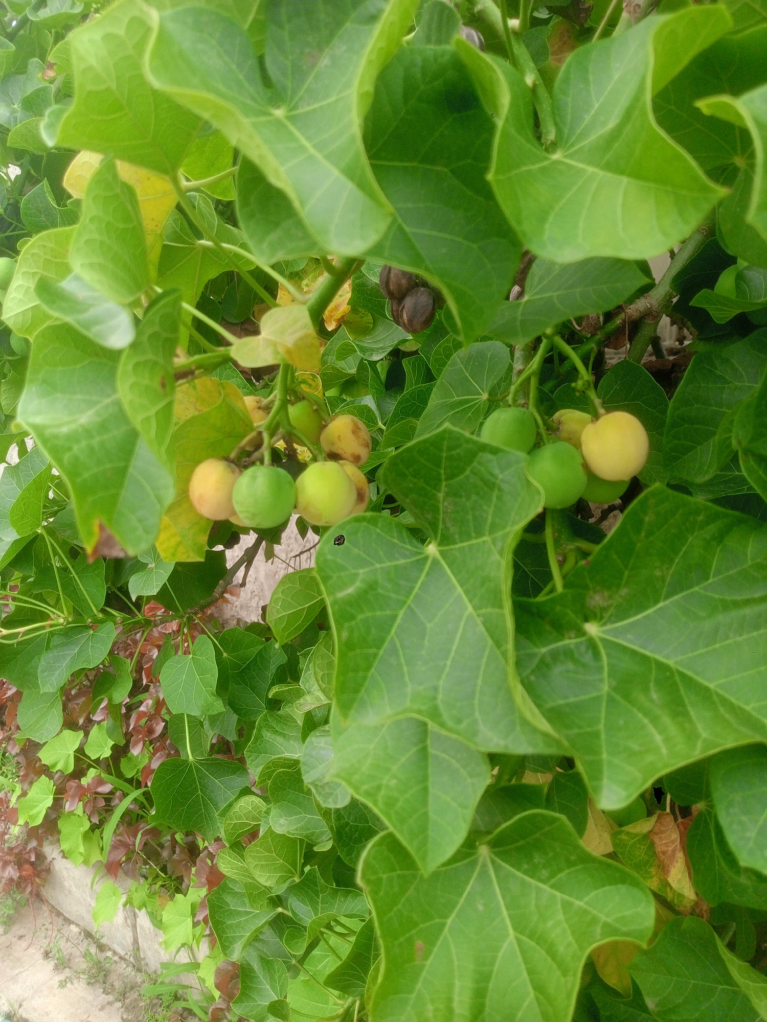 A close-up, downward-angled shot captures a vibrant green plant in an outdoor setting, likely in Gwarinpa, Nigeria. The dominant subject is a plant with large, lush green leaves, characterized by prominent venation and somewhat lobed or heart-shaped forms. Clustered among these leaves are several small, round fruits, appearing on the branches. These fruits exhibit a variety of colors, with some being a bright green and others displaying a yellowish to light brown hue, indicating different stages of maturity.
In the background, beyond the main foliage, additional plants with smaller, darker green leaves and some with reddish-brown leaves are visible, adding textural and color diversity to the scene. Towards the bottom left of the frame, a concrete curb or low wall is present, suggesting an edge or boundary within the landscape. The lighting in the image is natural and bright, indicating it is daytime. There are no people or animals, and no specific activity is depicted. No text is visible anywhere in the image.