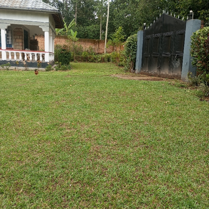 A residential property in Mahiakalo ward, Kenya, is depicted under an overcast sky. A large, manicured green lawn occupies the foreground and mid-ground. To the left, a single-story house with a light grey tiled roof, white veranda pillars, and a white balustrade is visible. A brown chicken stands on the grass in front of the house's veranda. To the right, a dark-colored metal gate, adorned with pointed finials, stands closed between two grey concrete pillars. A reddish-brown brick wall is visible in the background, extending behind the house. Dense green trees and foliage line the perimeter of the property and form the distant background.